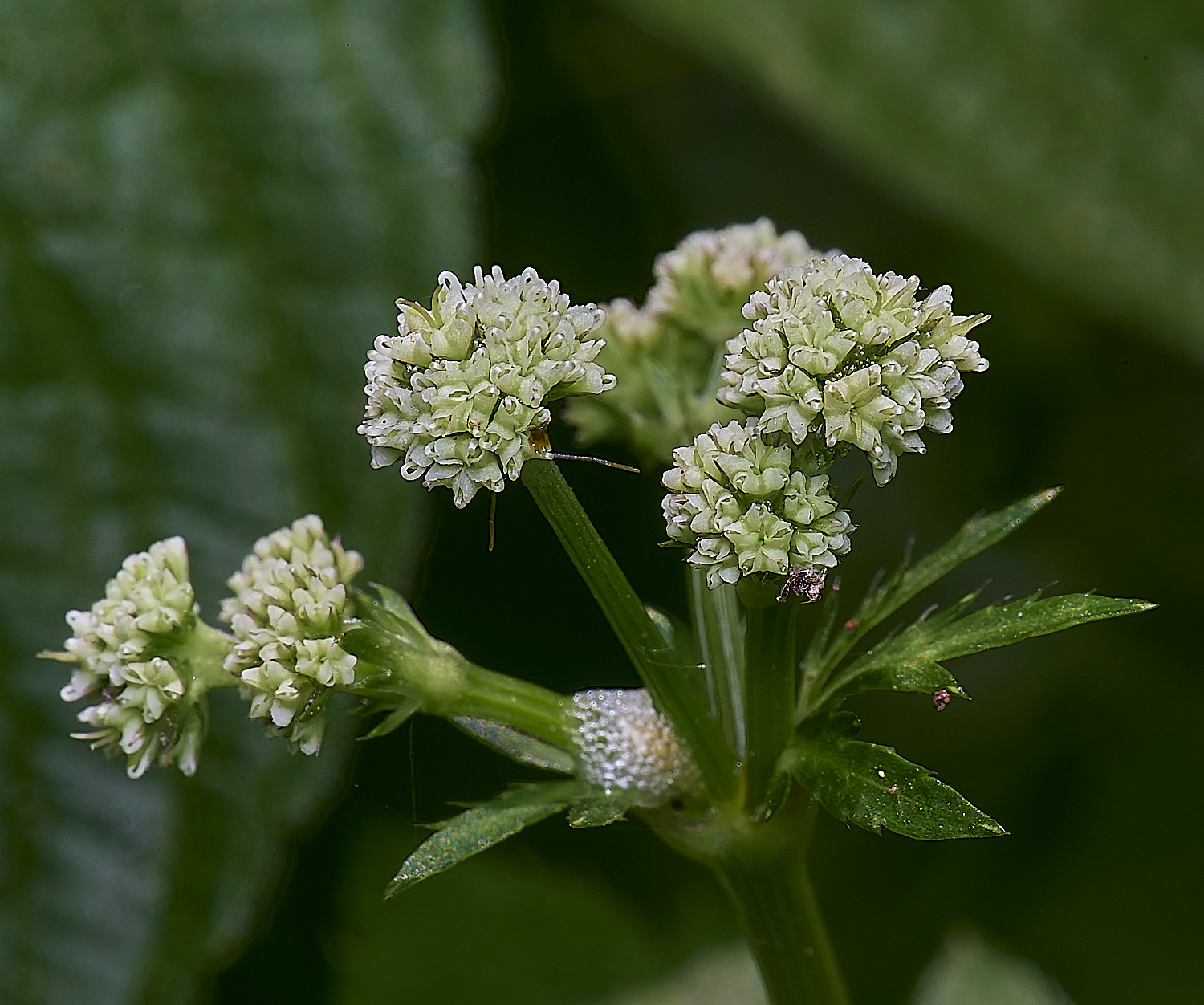 AshwellthorpeWoodPlant020525-2