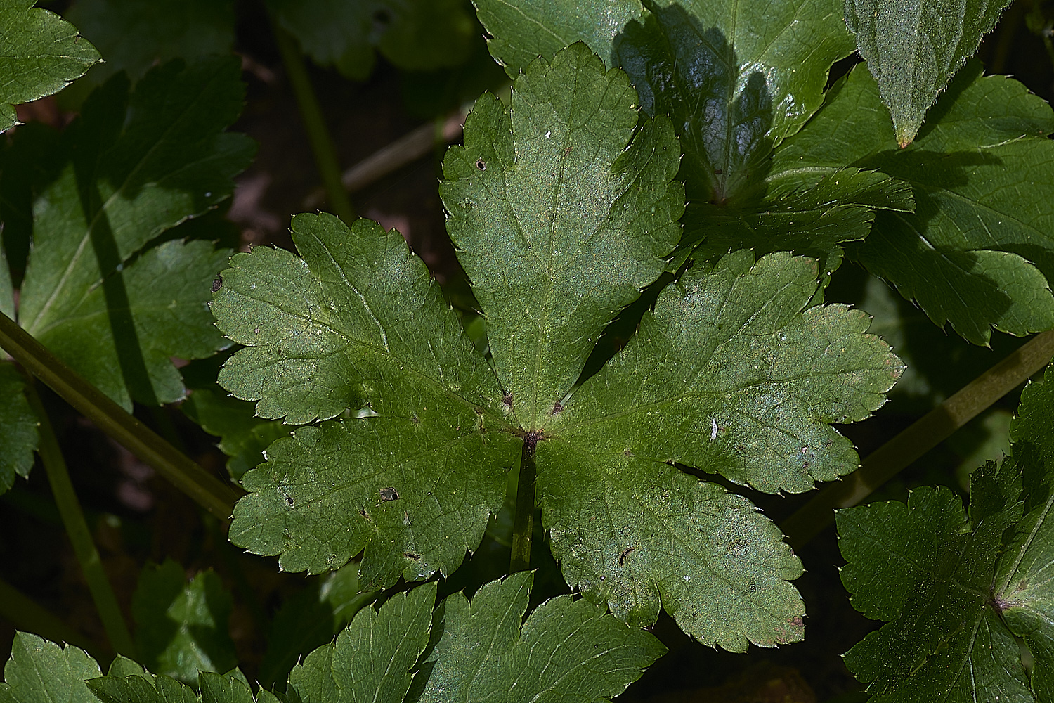 AshwellthorpeWoodPlant020525-3