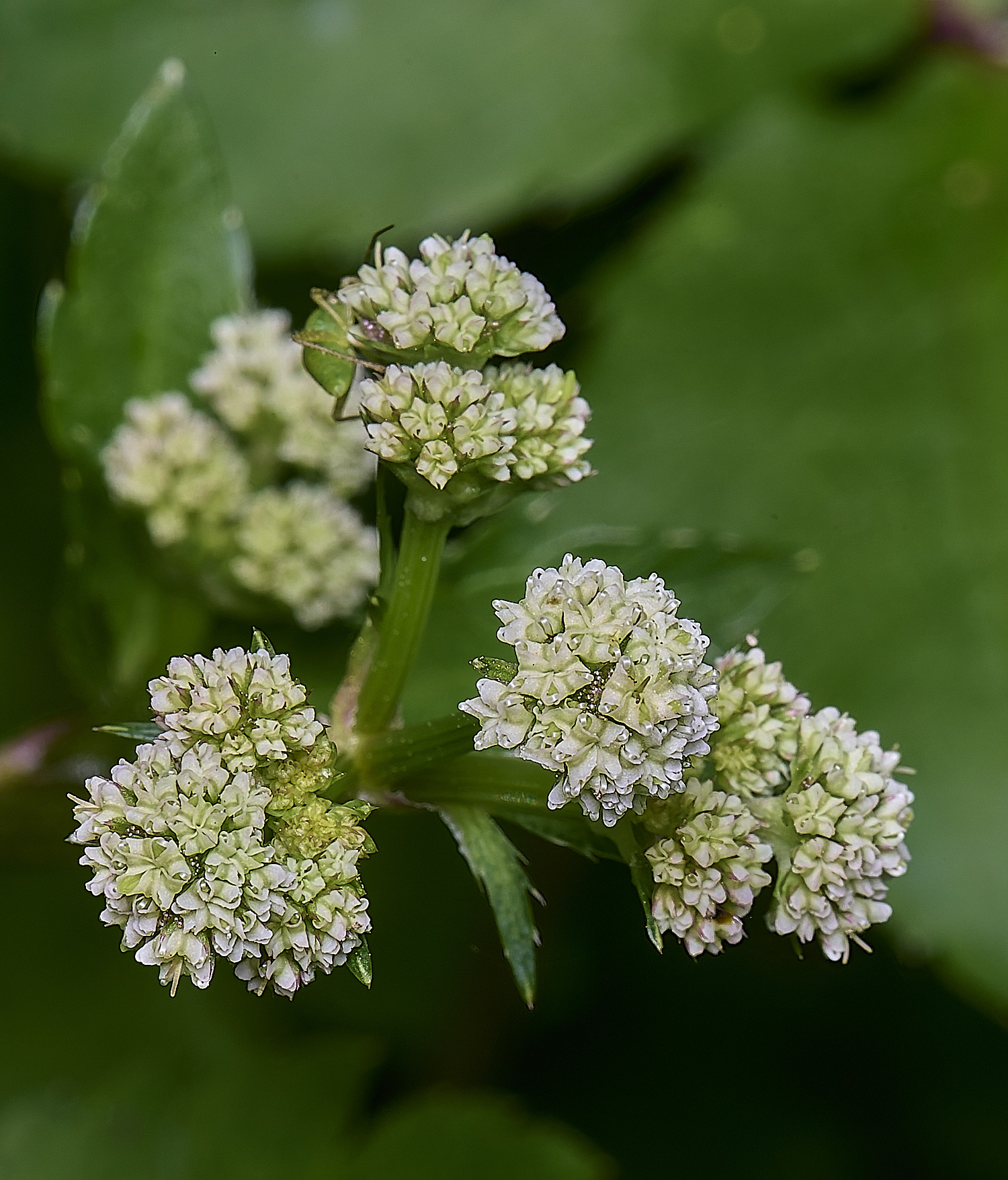 AshwellthorpeWoodPlant020525-4