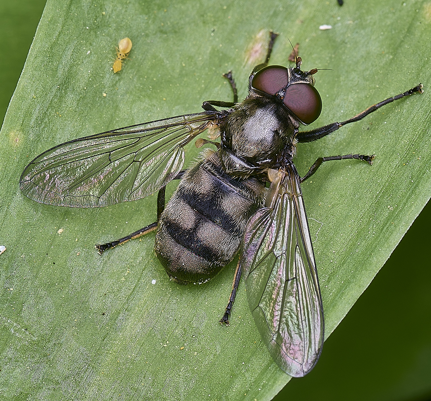 AshwellthorpeWoodPmaculata020525-1