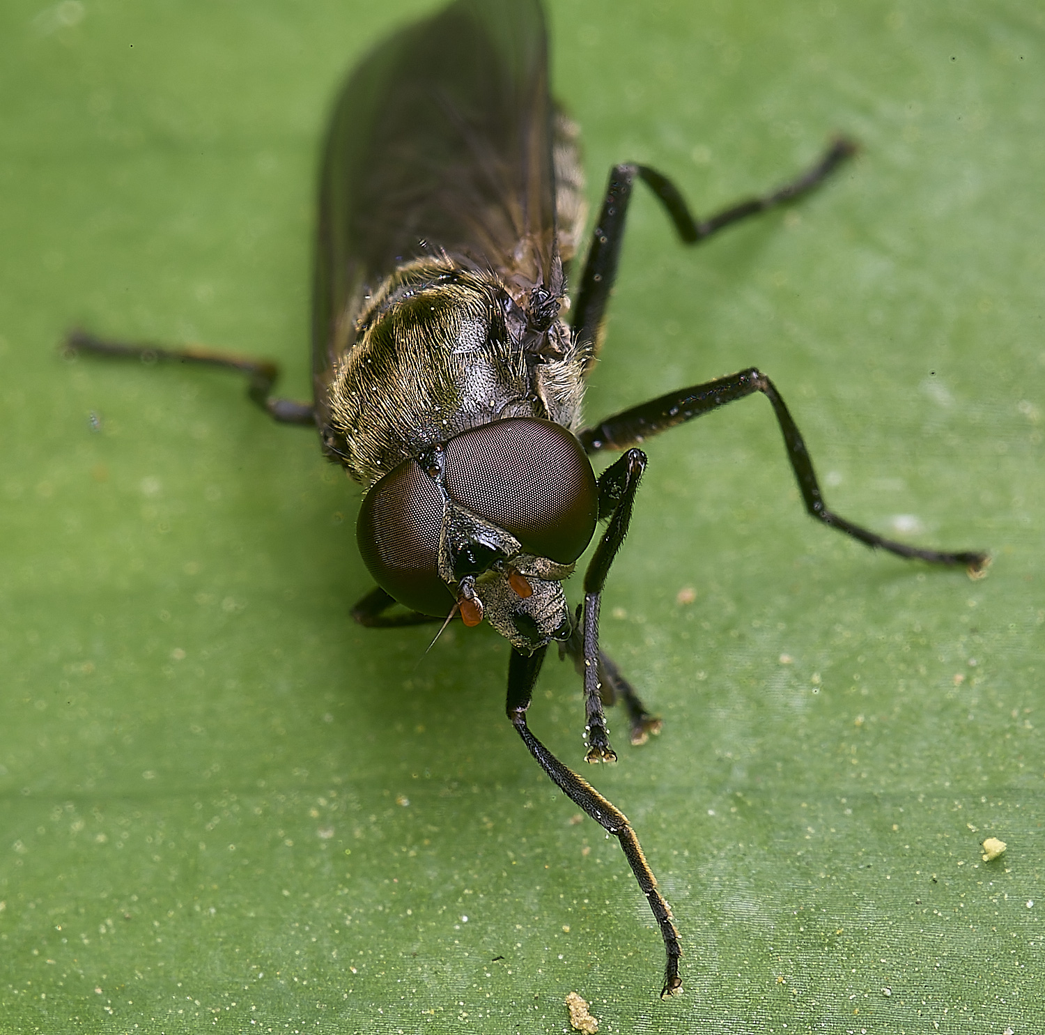 AshwellthorpeWoodPmaculata020525-2