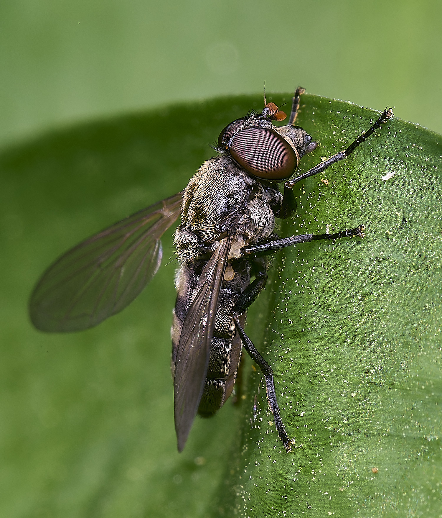 AshwellthorpeWoodPmaculata020525-3