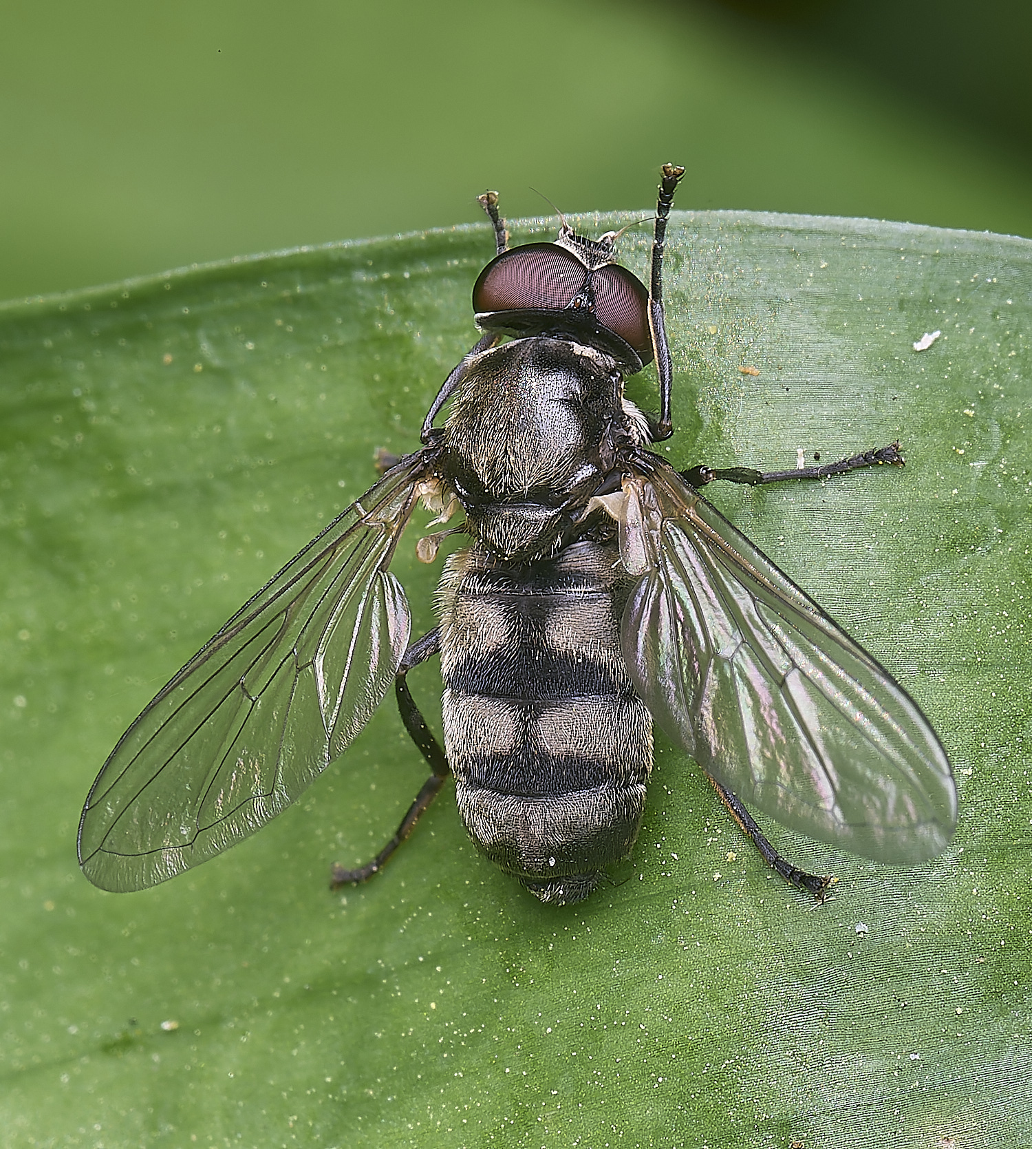 AshwellthorpeWoodPmaculata020525-4