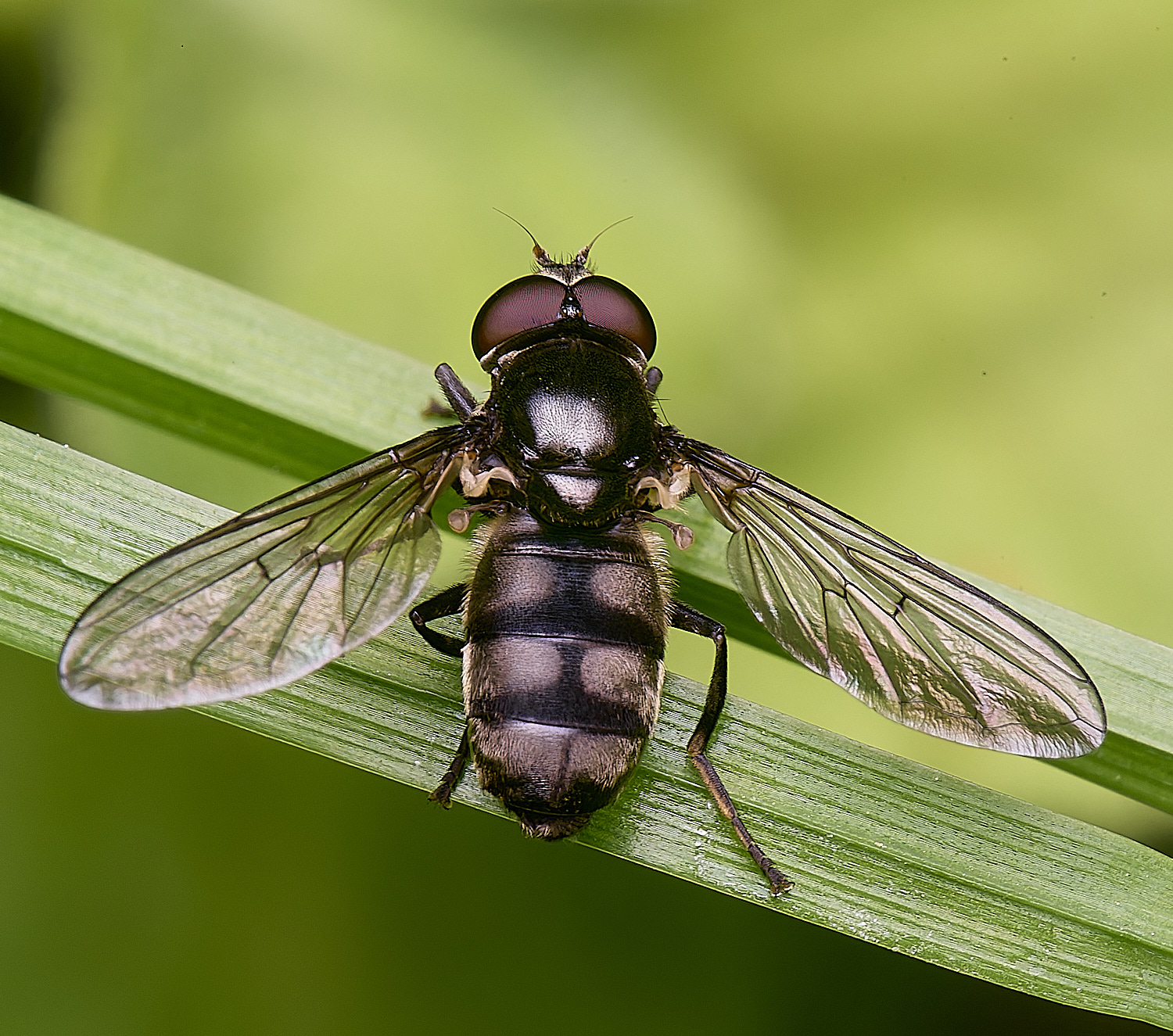 AshwellthorpeWoodPmaculata020525-5 1