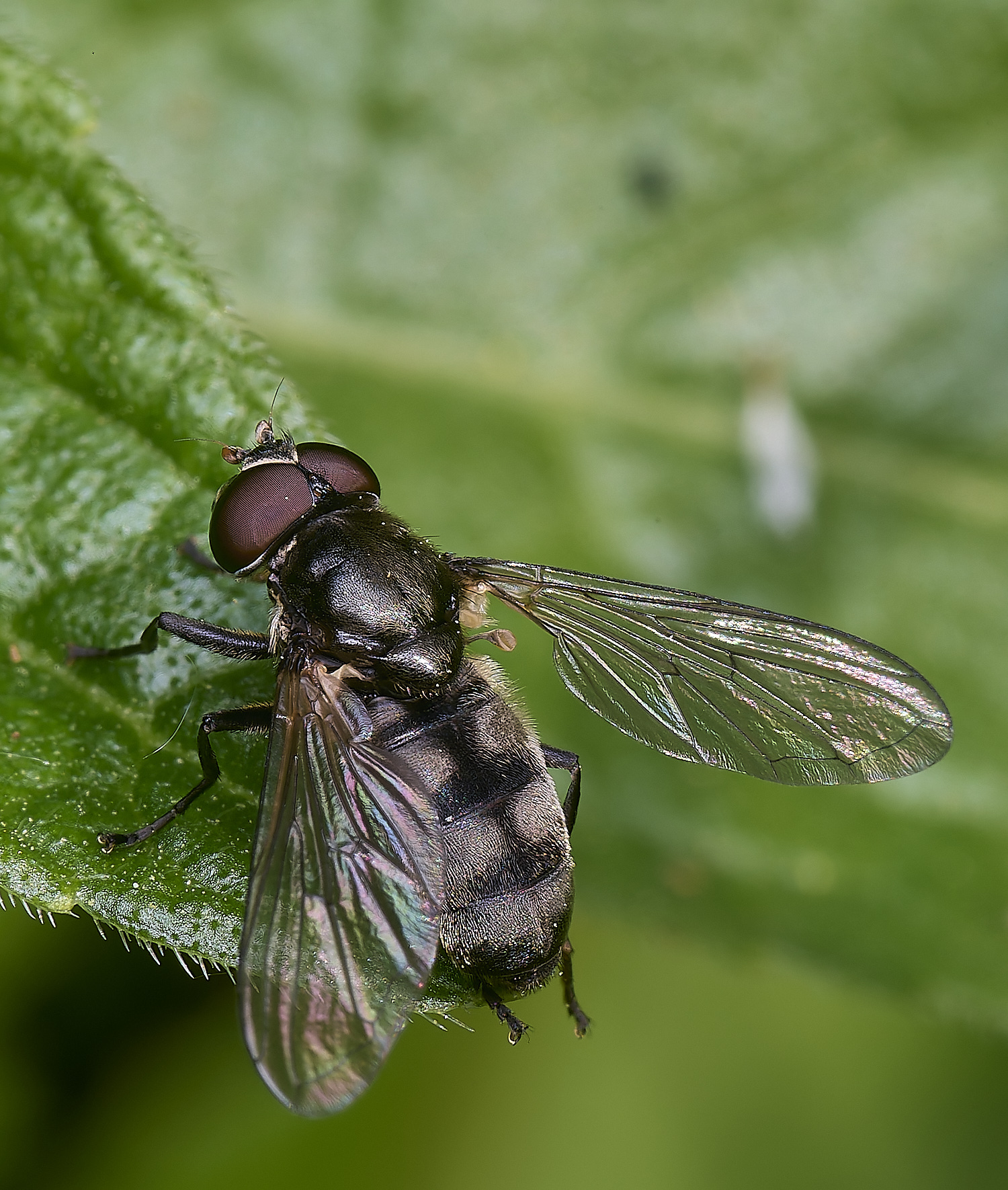 AshwellthorpeWoodPmaculata020525-6