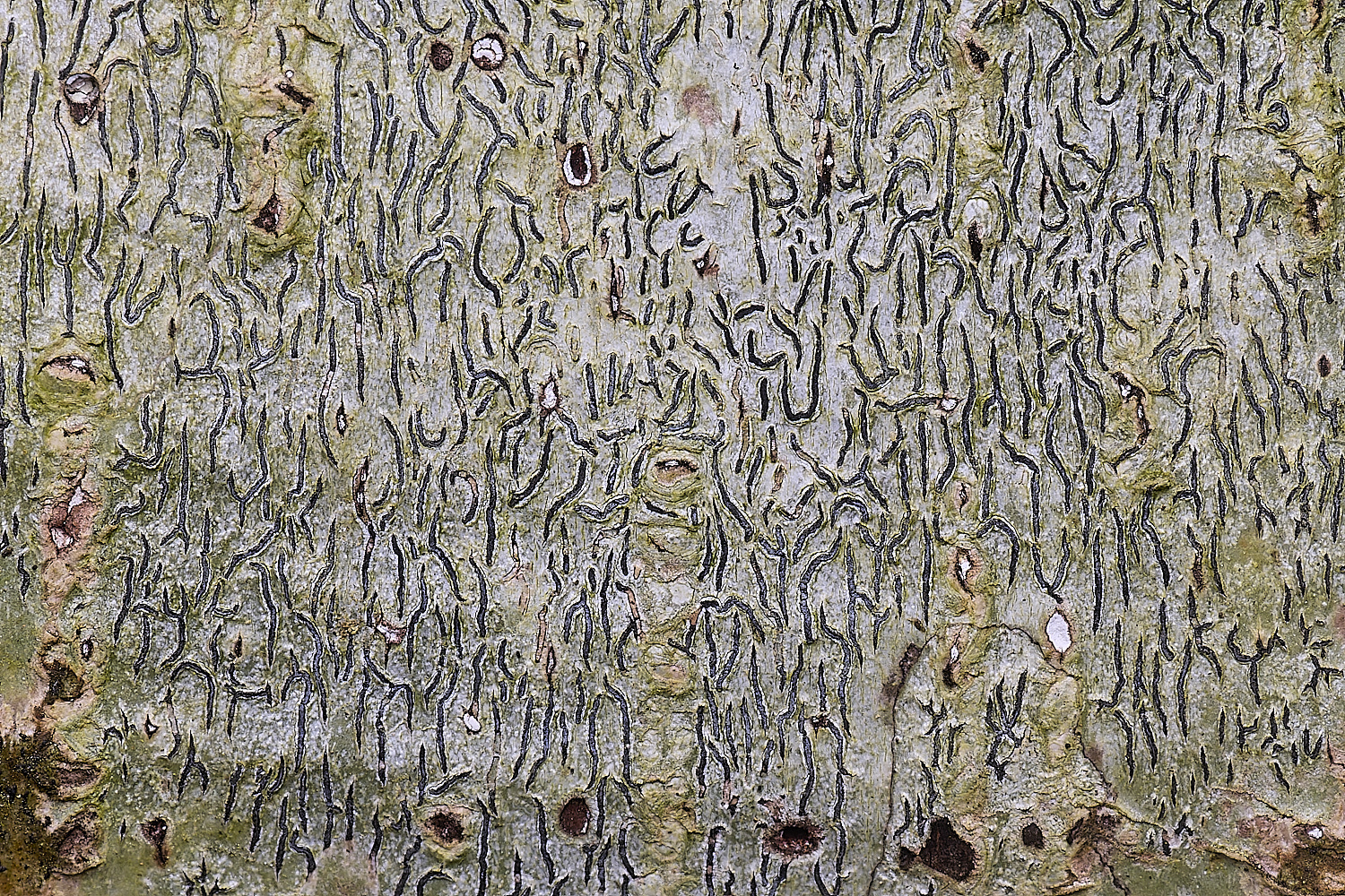 AshwellthorpeWoodScriptLichen020525-1