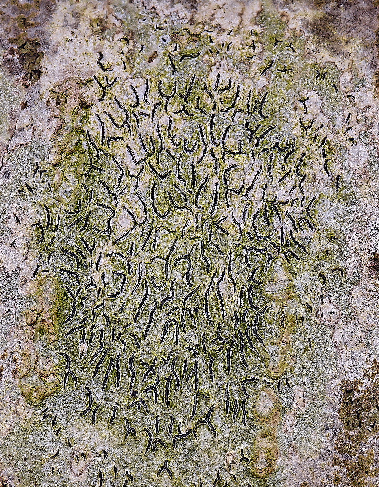 AshwellthorpeWoodScriptLichen020525-2