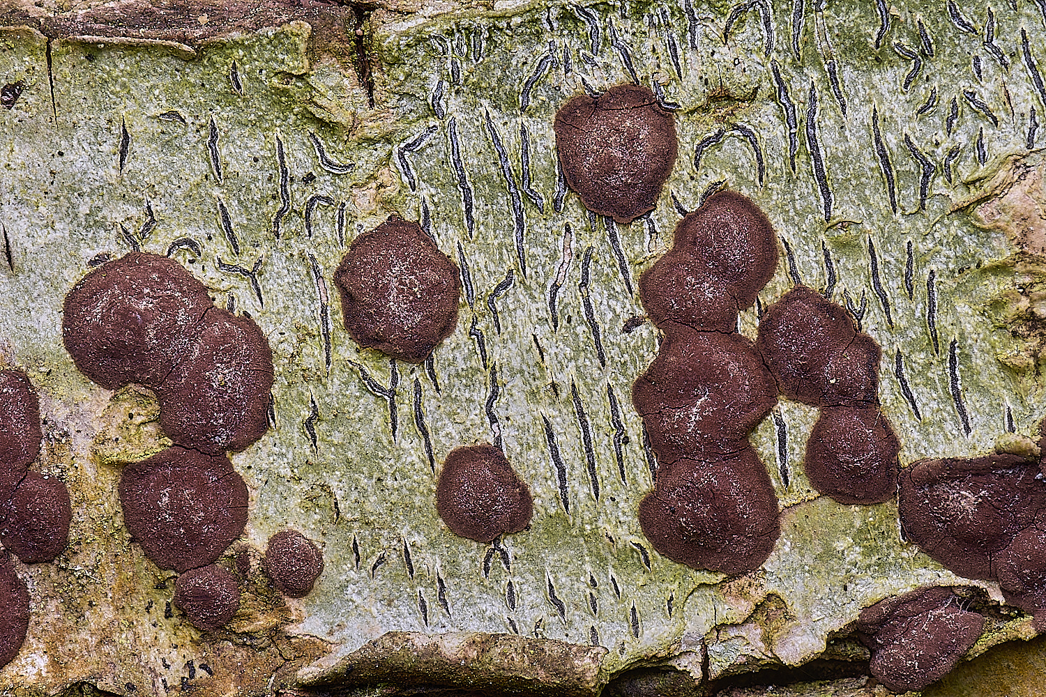 AshwellthorpeWoodScriptLichen020525-3