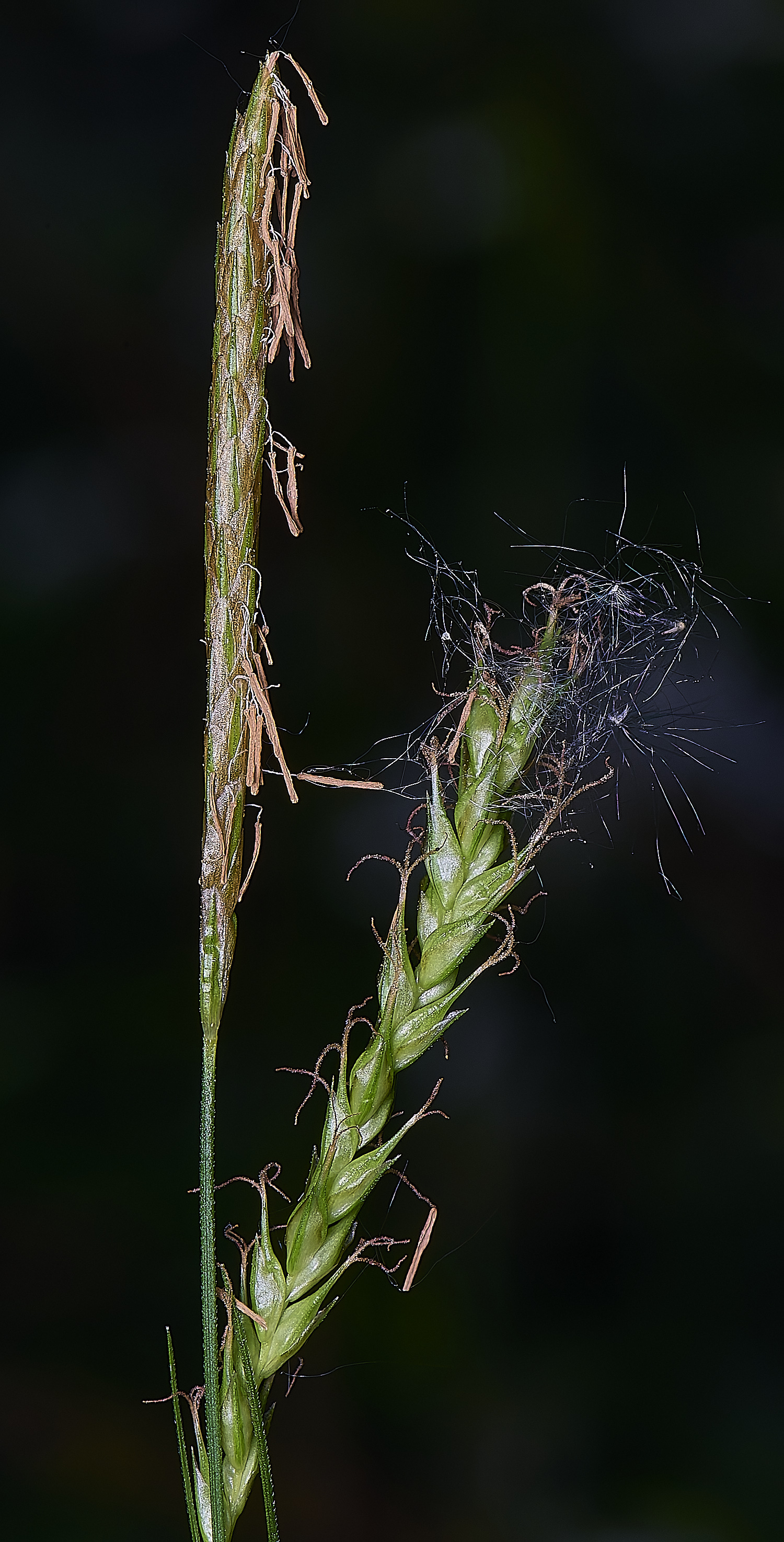 AshwellthorpeWoodSedge020525-2