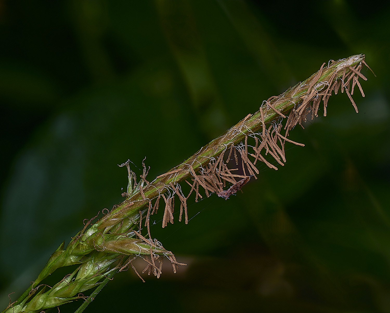 AshwellthorpeWoodSedge020525-3