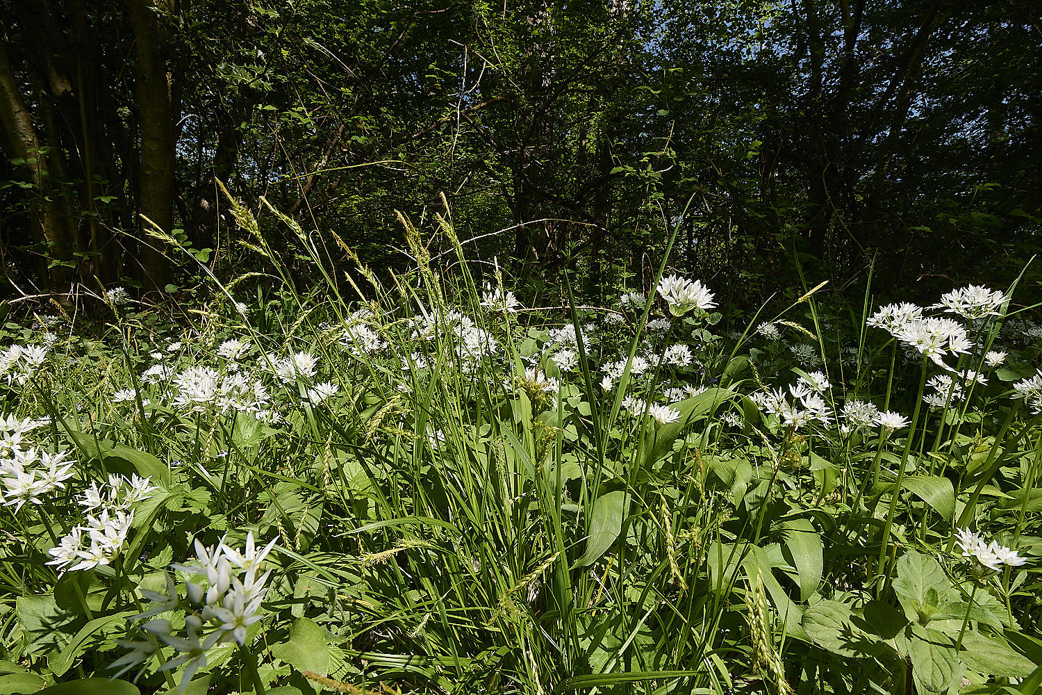 AshwellthorpeWoodSedge020525-4