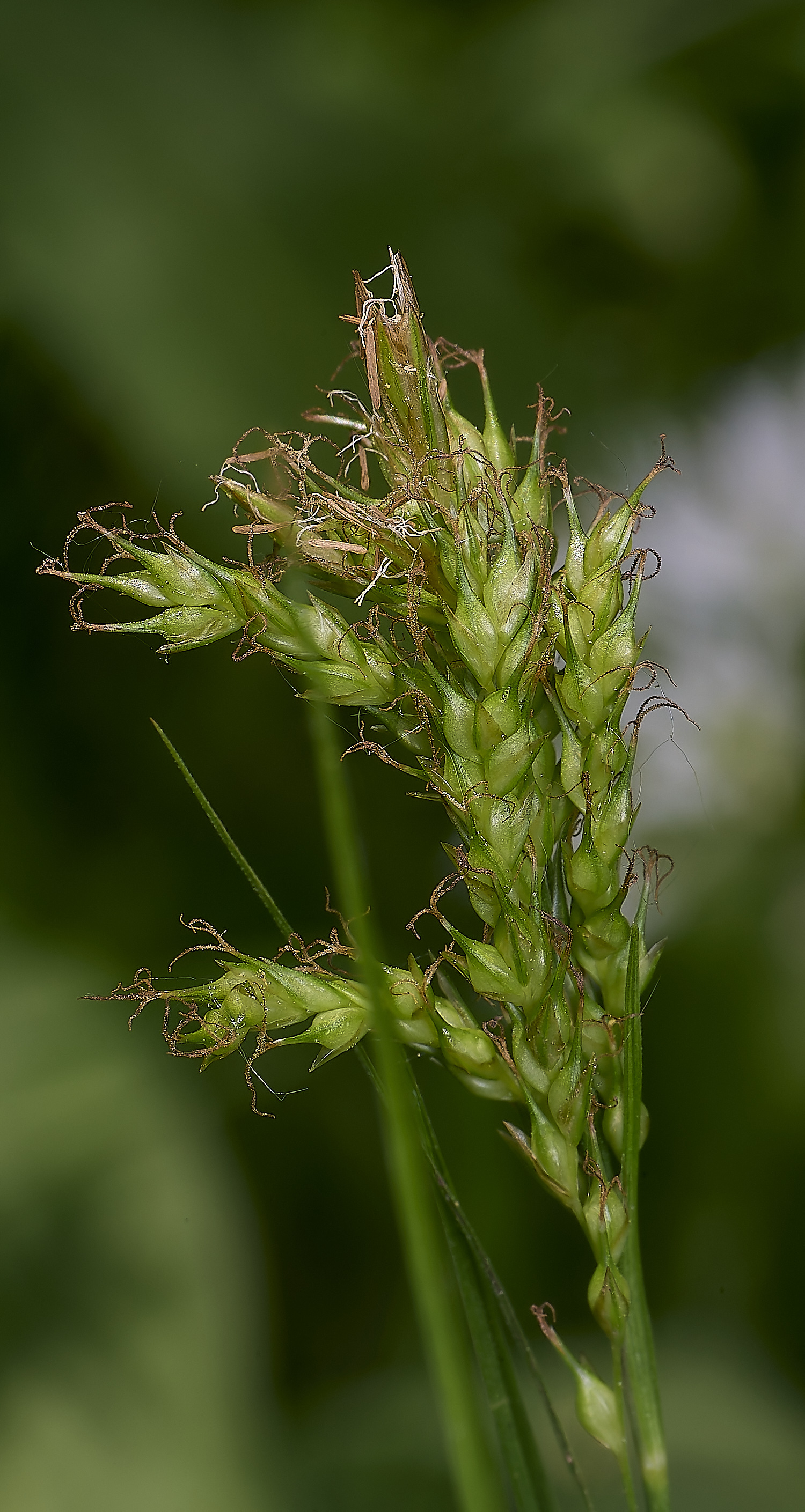 AshwellthorpeWoodSedge020525-5