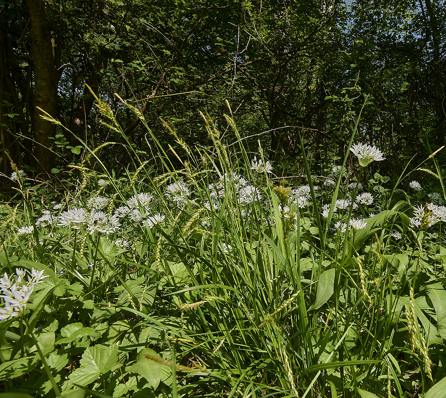 AshwellthorpeWoodSedge020525-6