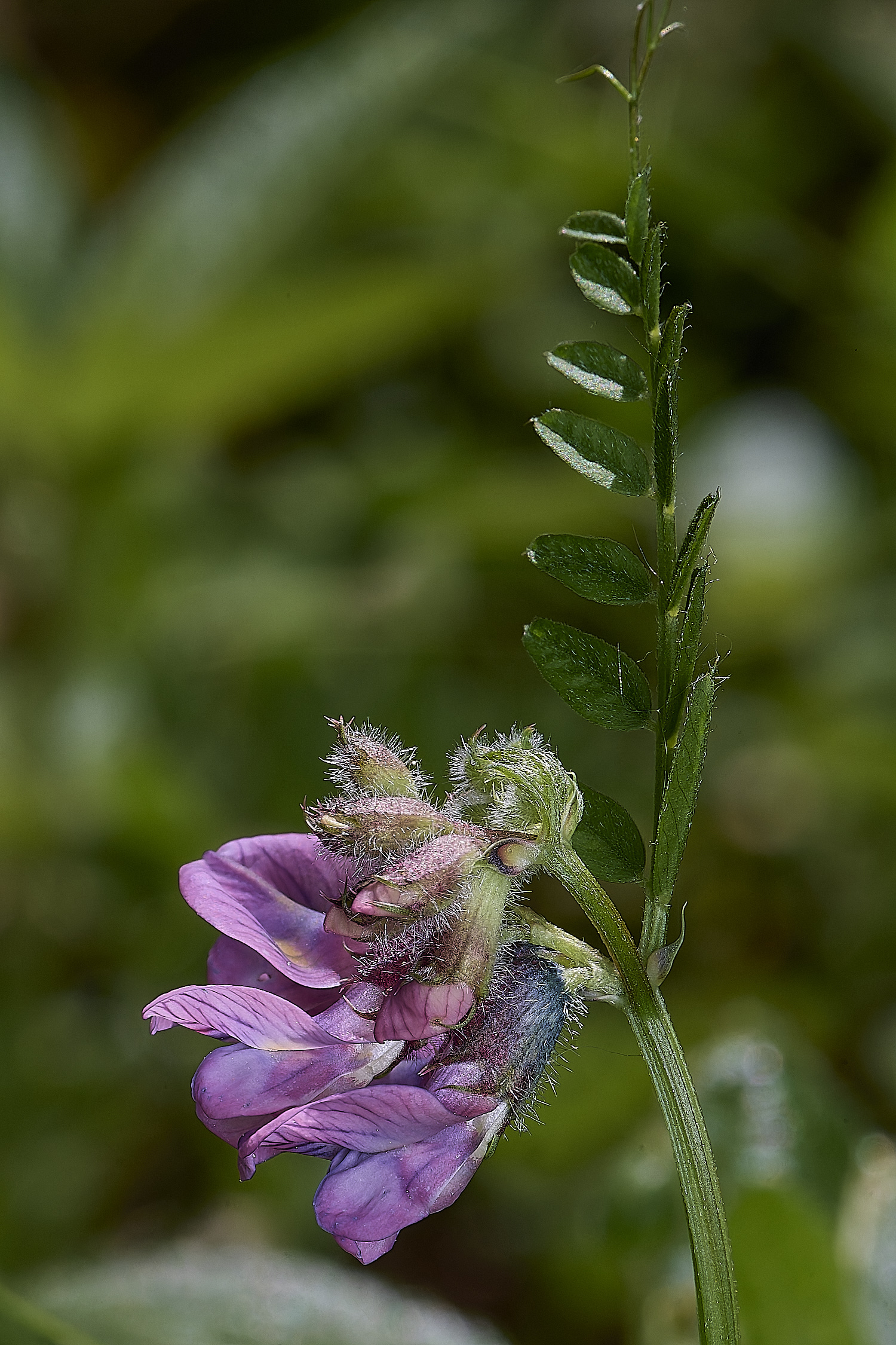 AshwellthorpeWoodVetch020525-1