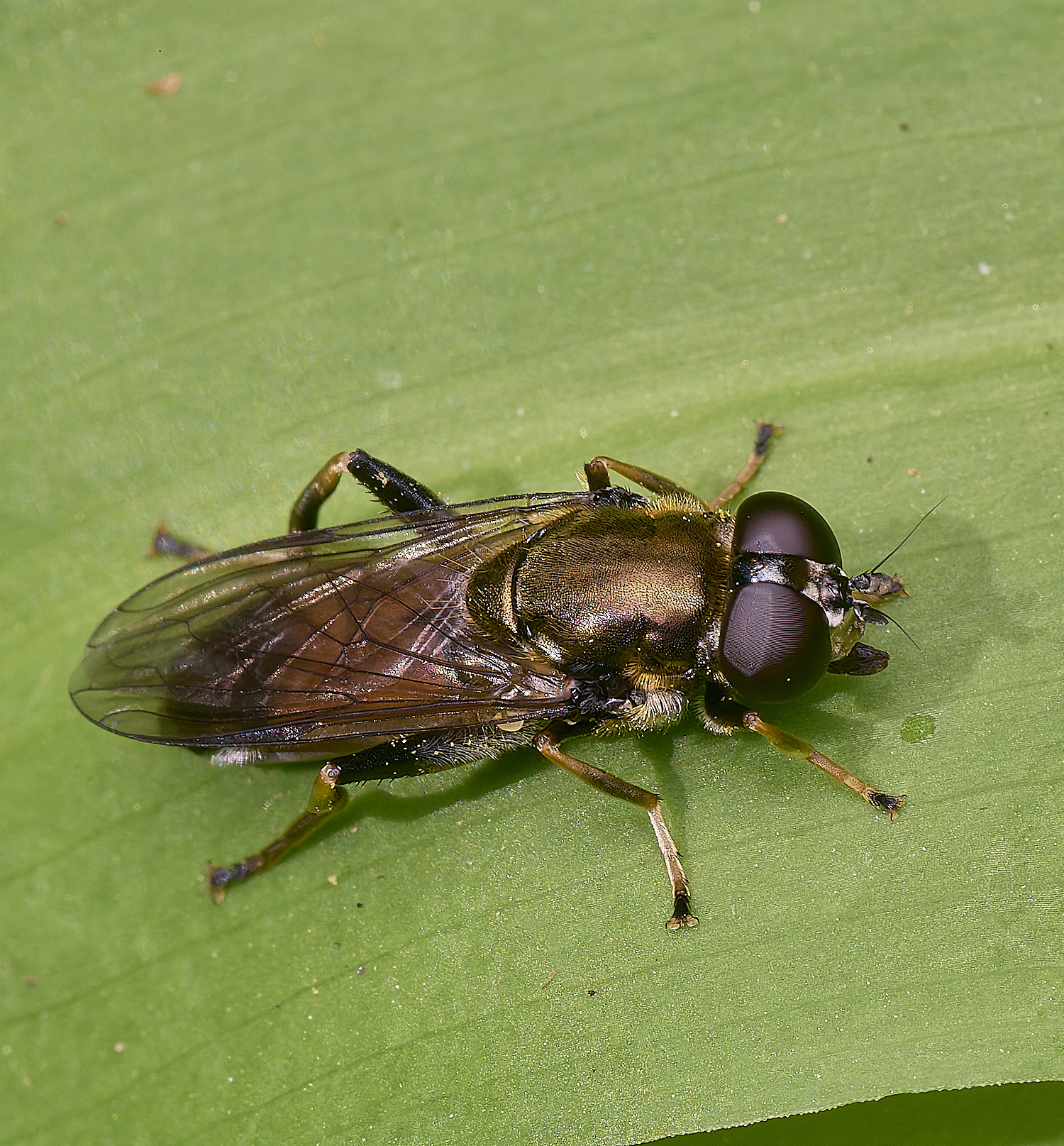 AshwellthorpeWoodXylota020525-1 1