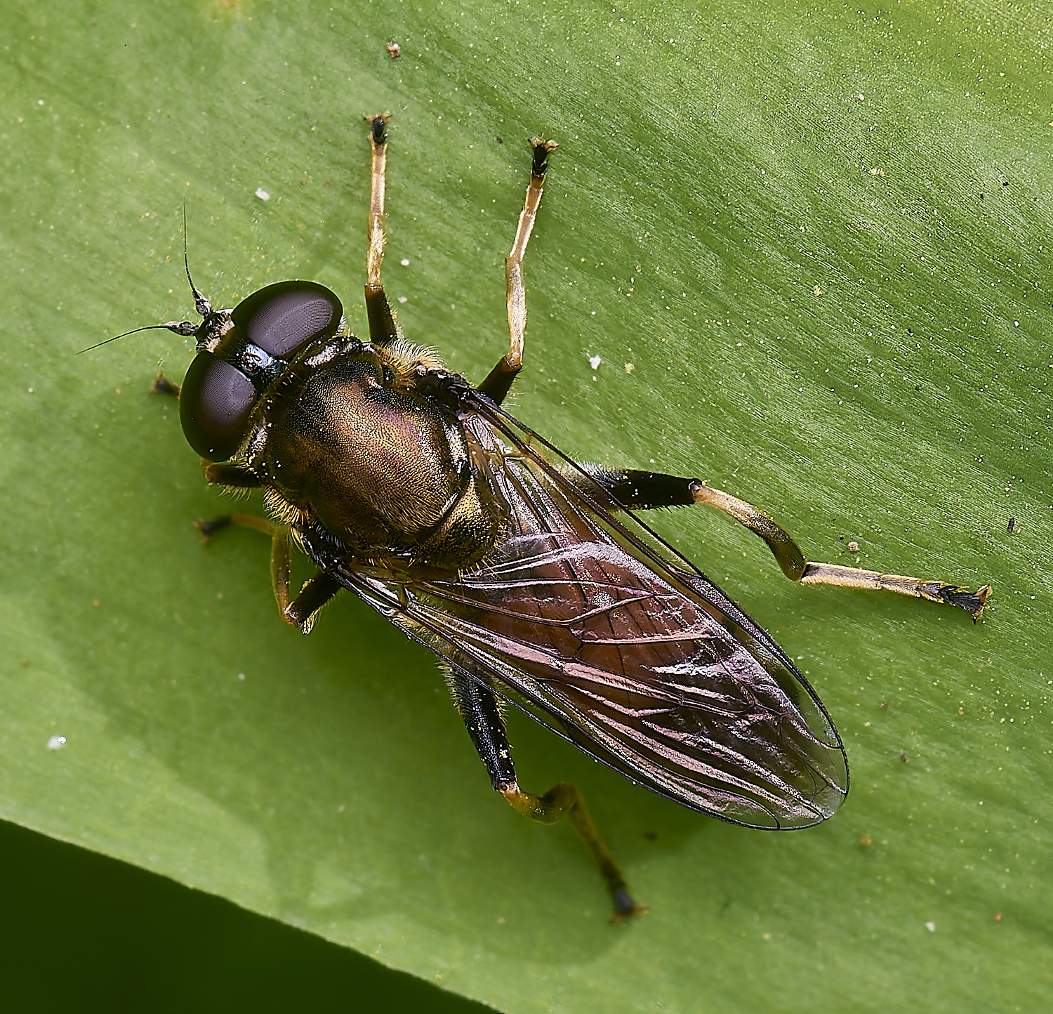 AshwellthorpeWoodXylota020525-2 1