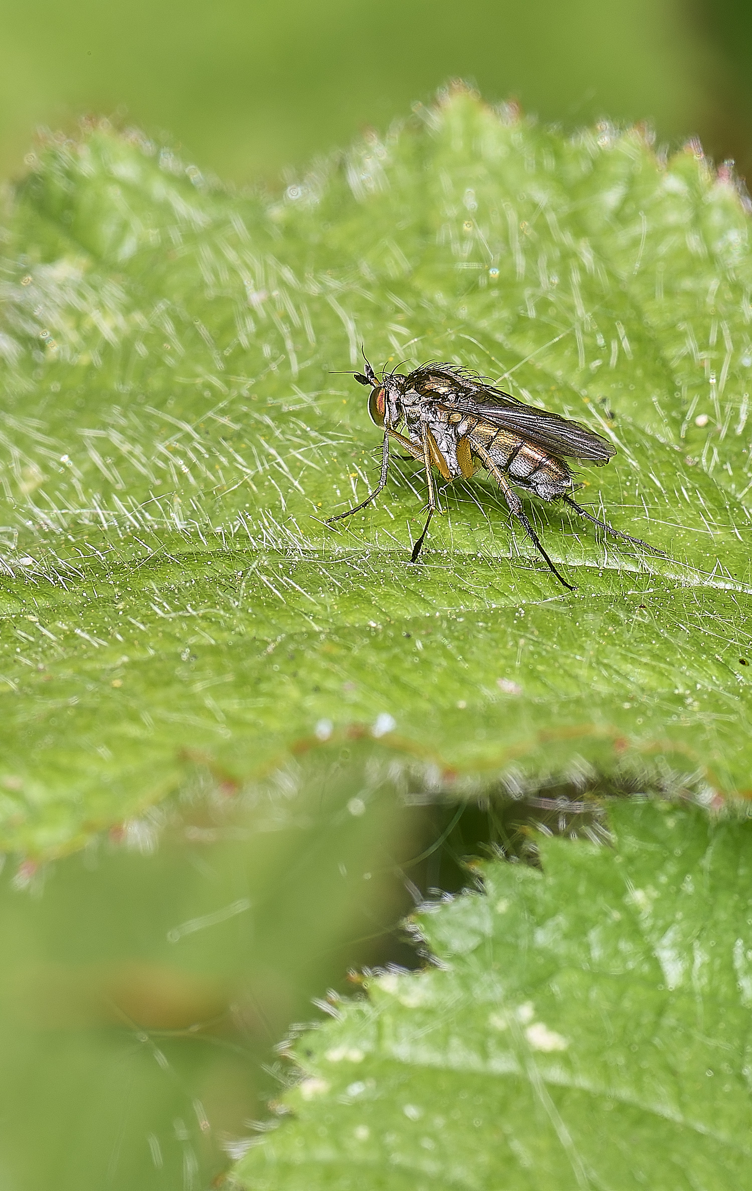 BartonTurfDoli190525-1