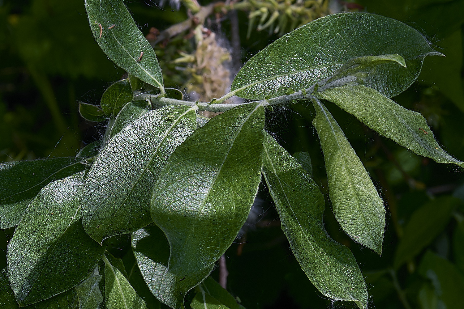 BartonTurfSallow190525-2