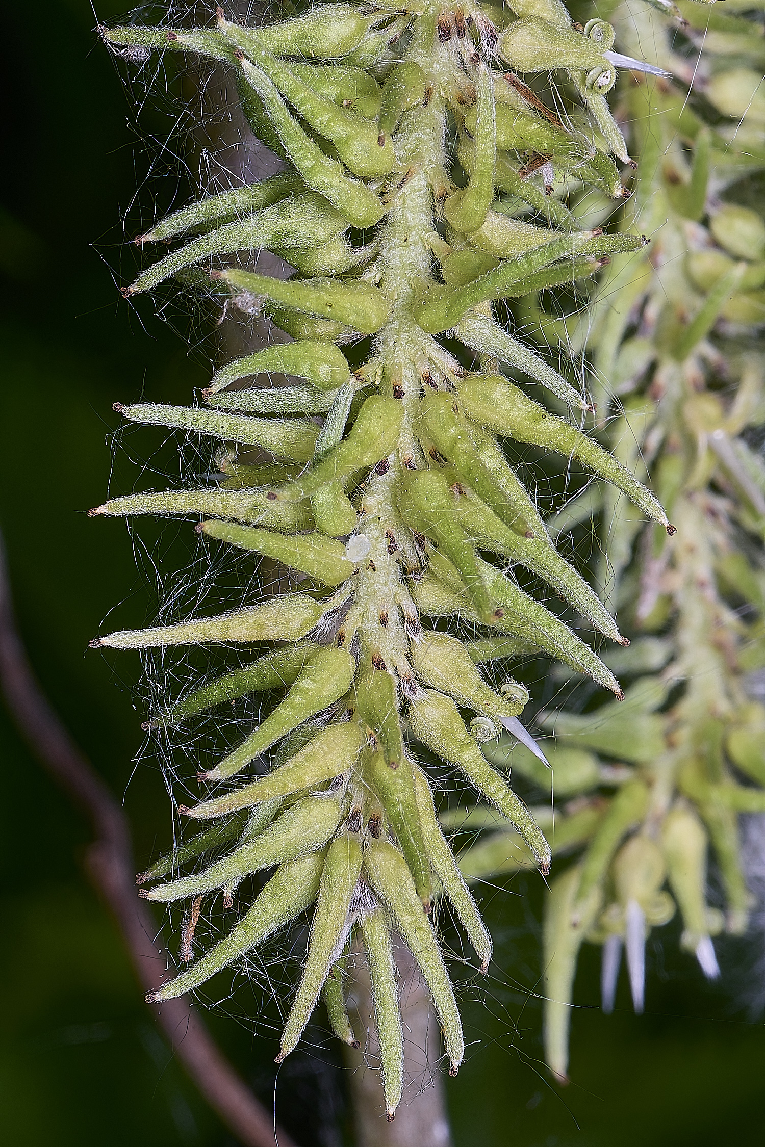 BartonTurfSallow190525-4