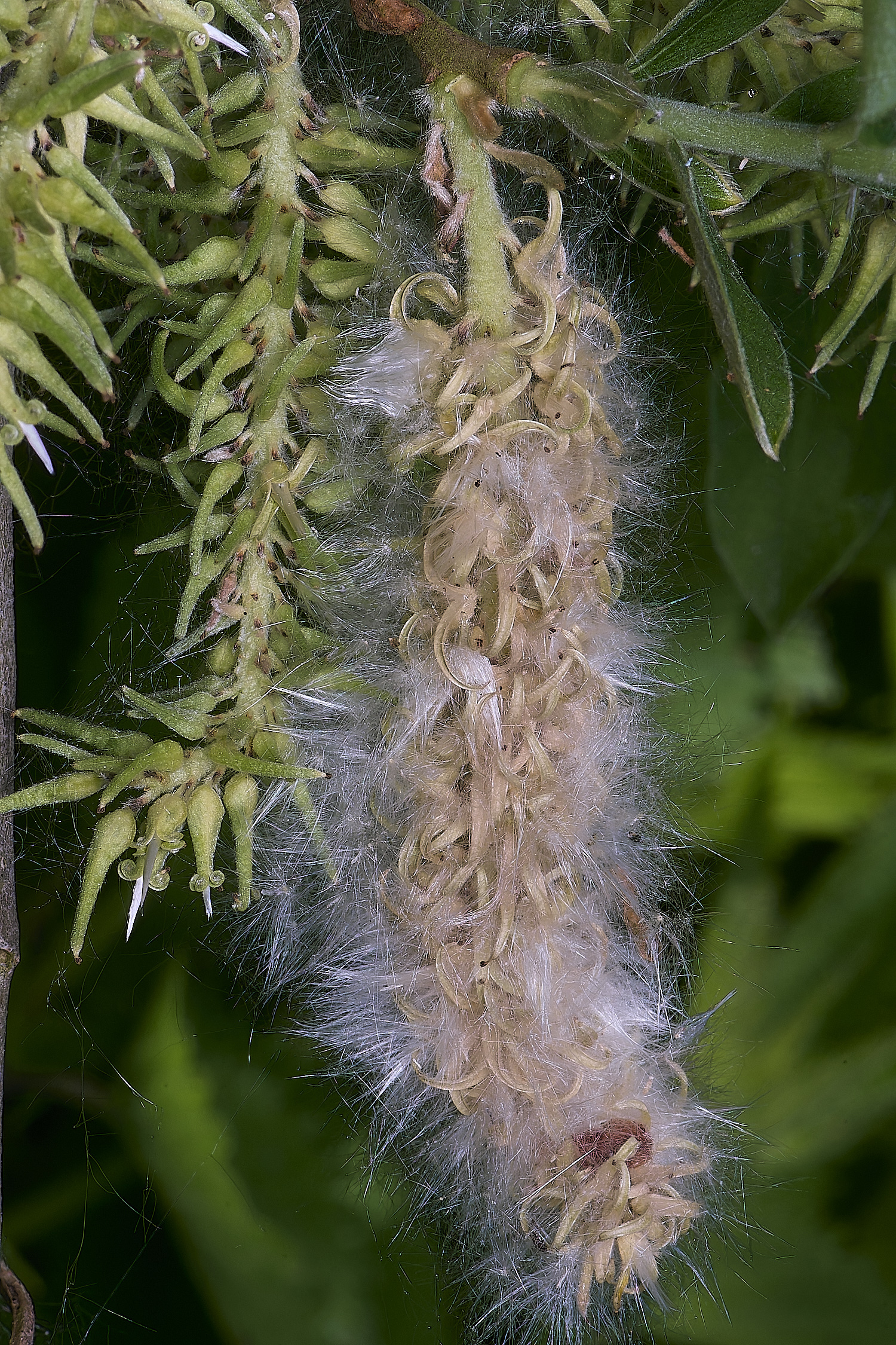 BartonTurfSallow190525-5