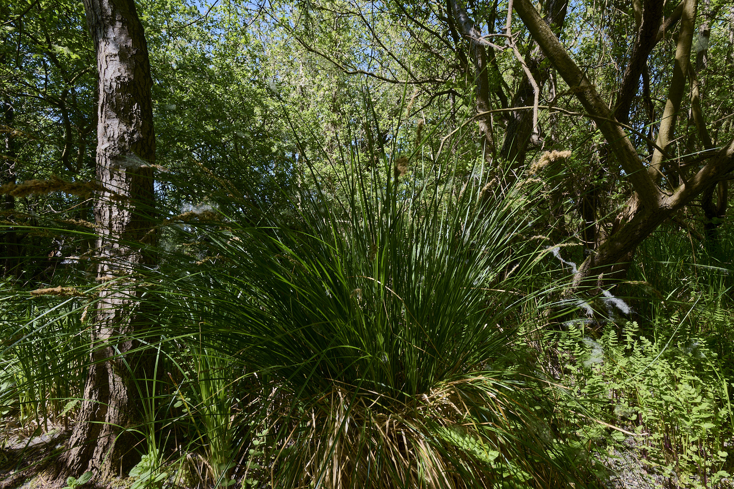 BartonTurfSedge190525-1