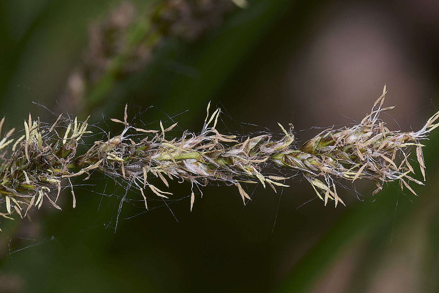 BartonTurfSedge190525-3