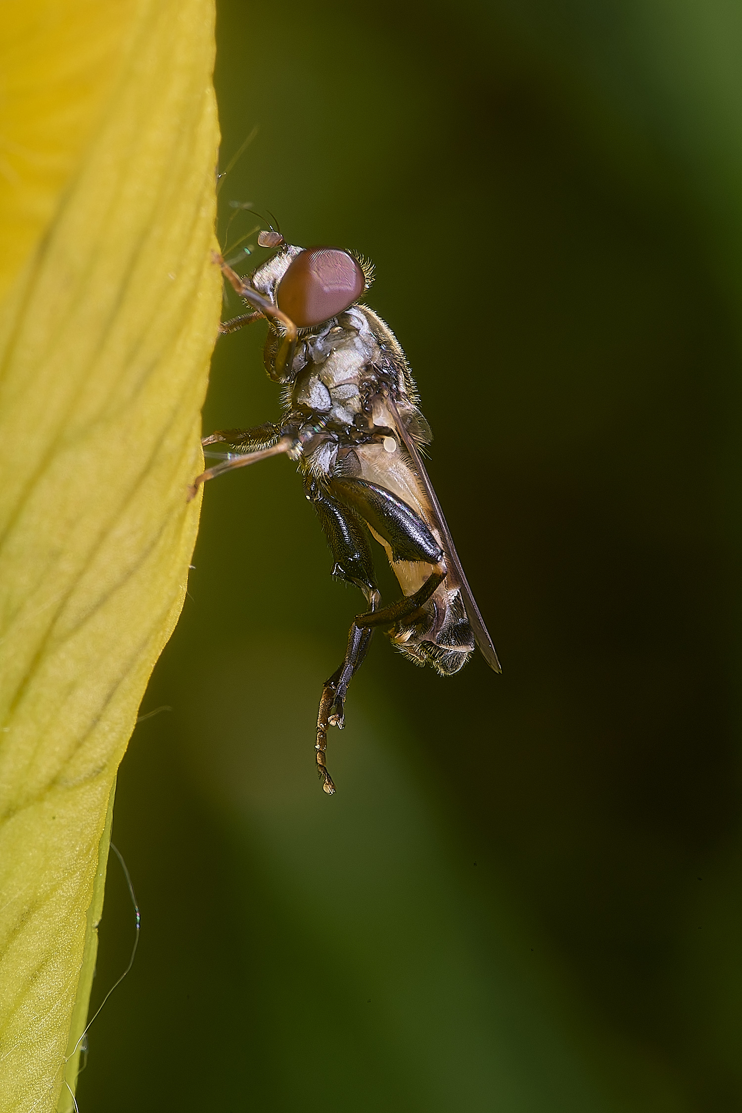 BartonTurfTscitta190525-1