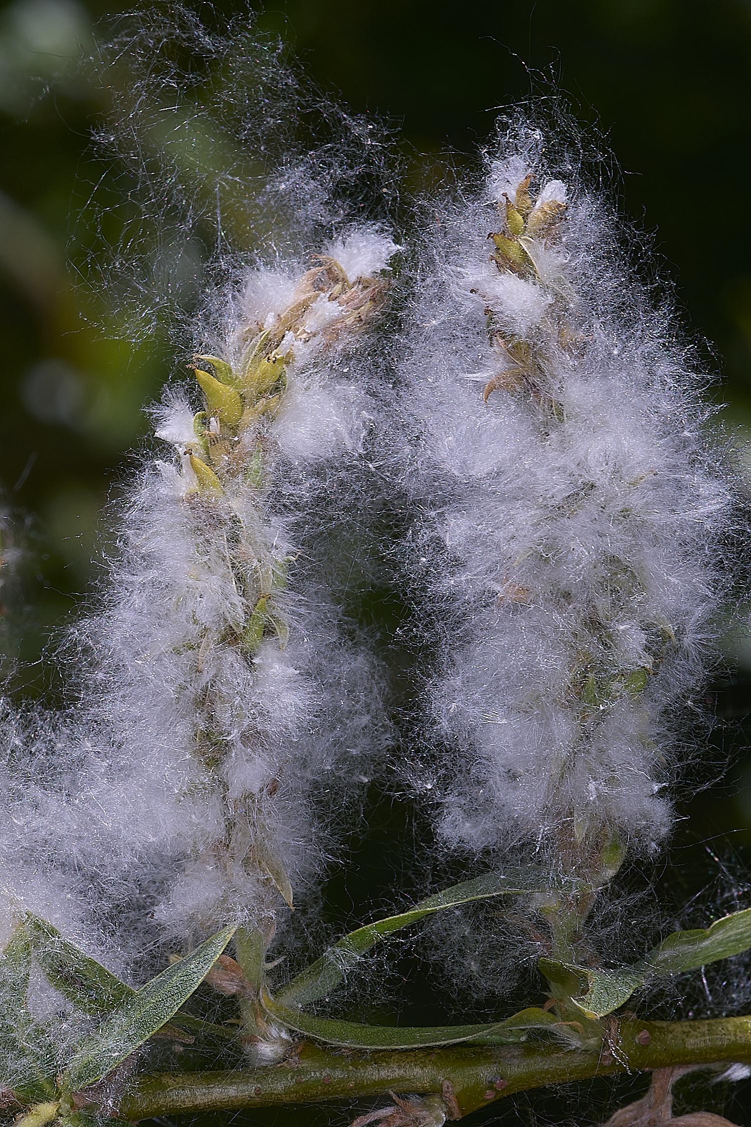 BartonTurfWillow190525-2