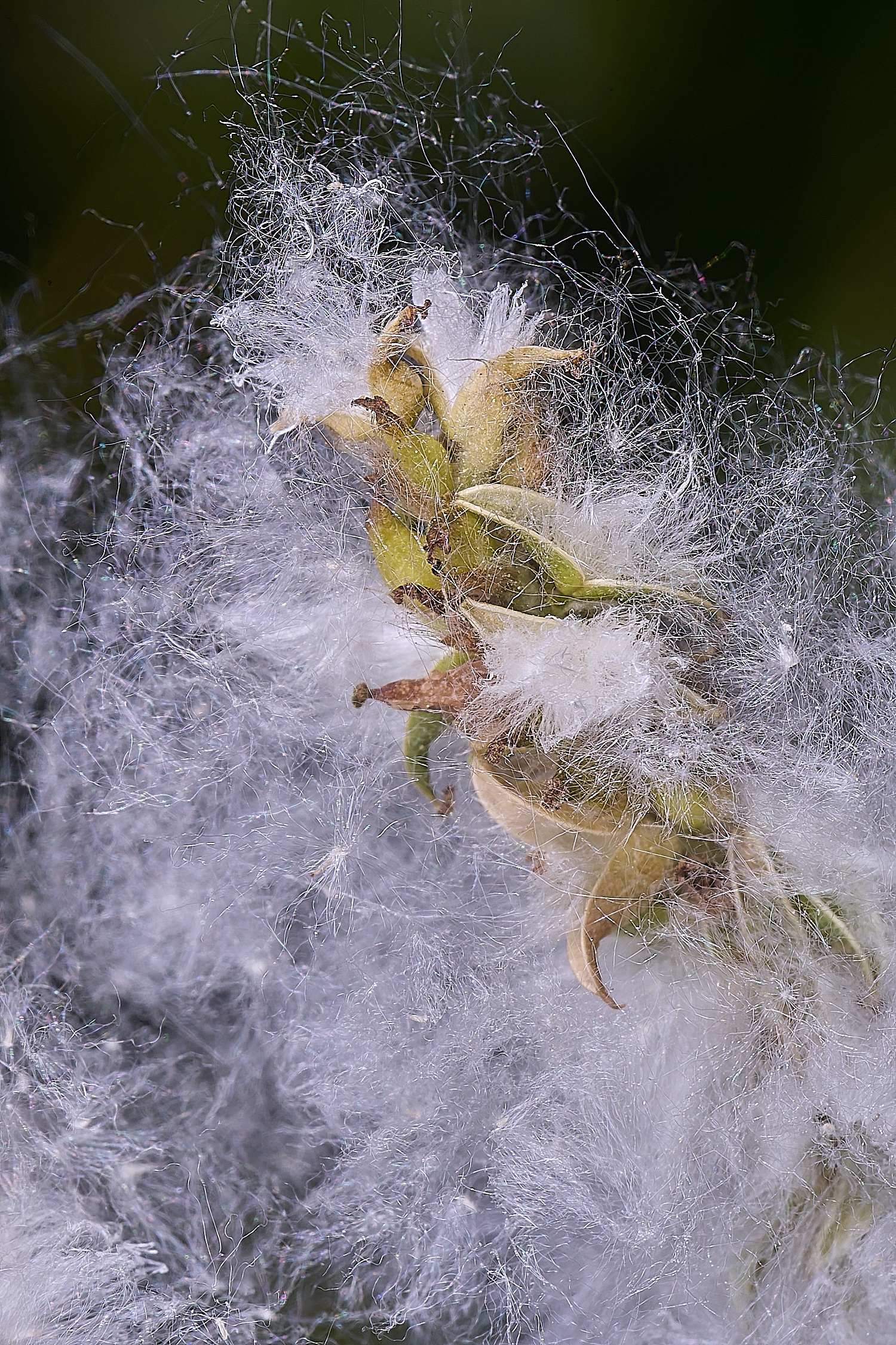 BartonTurfWillow190525-4