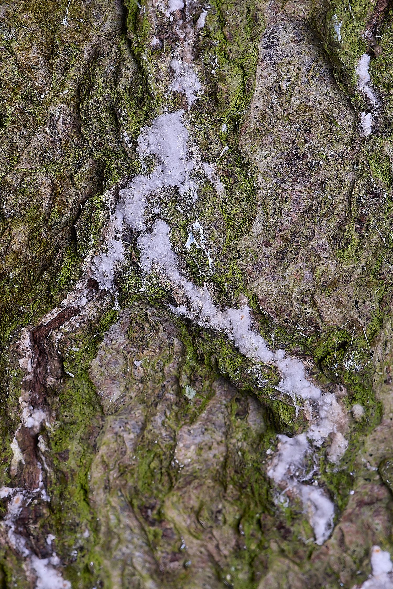 BCPBeechScale020425-1