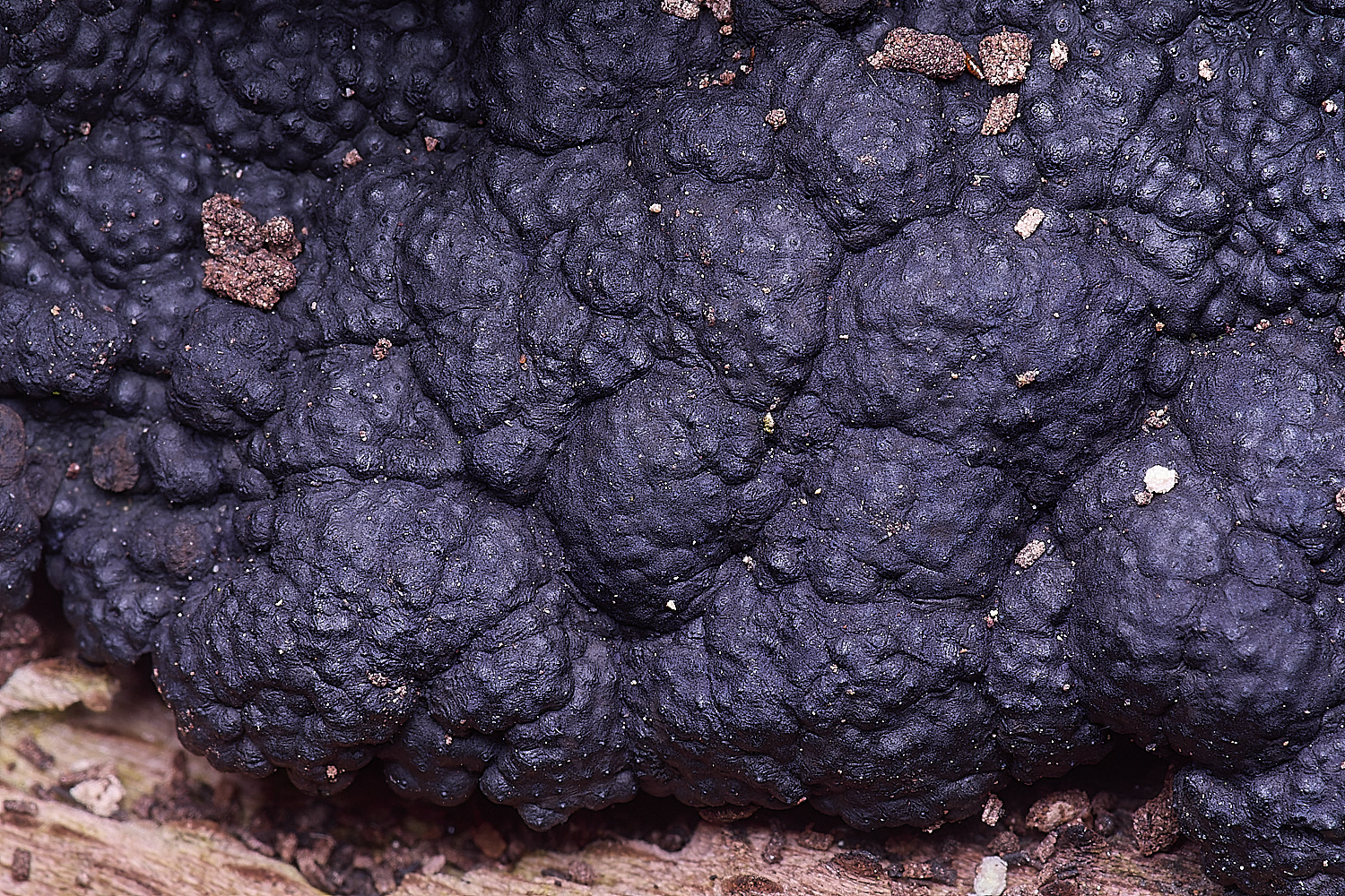 BCPBeechWoodwart020425-1