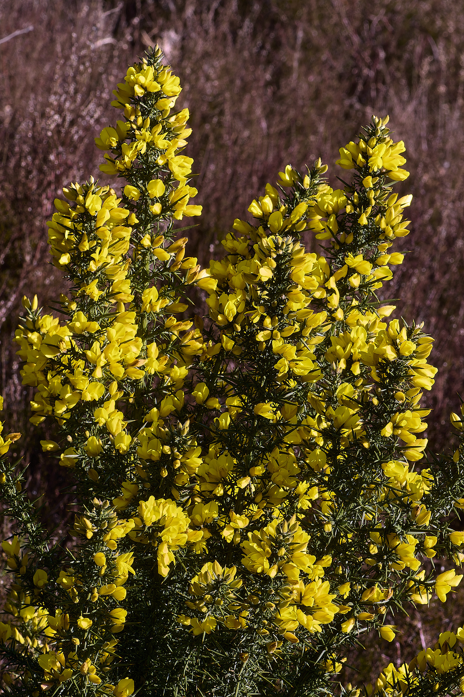 BCPGorse020425-