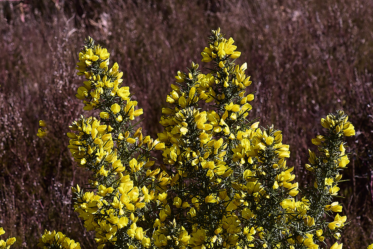 BCPGorse020425-1