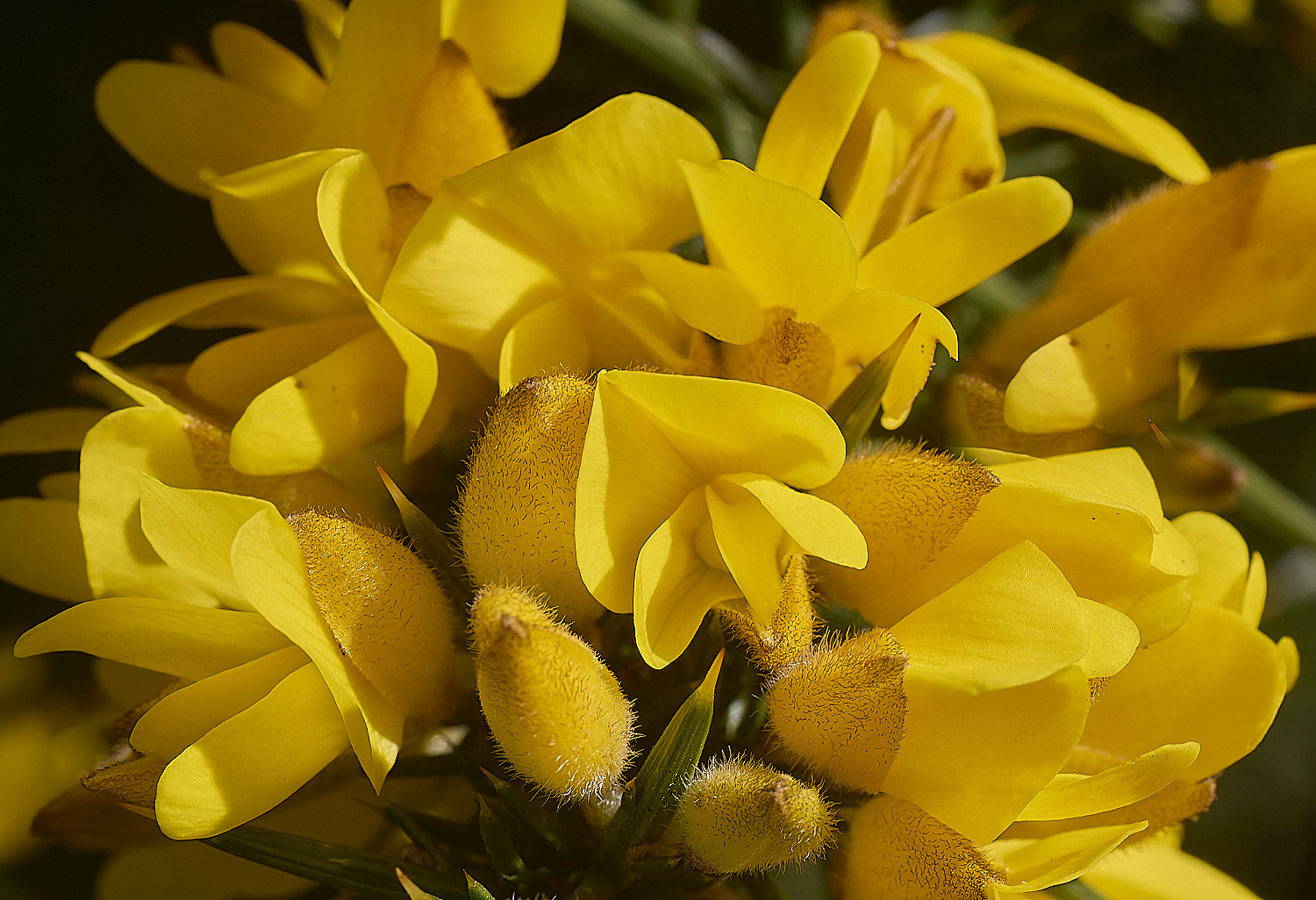 BCPGorse020425-3