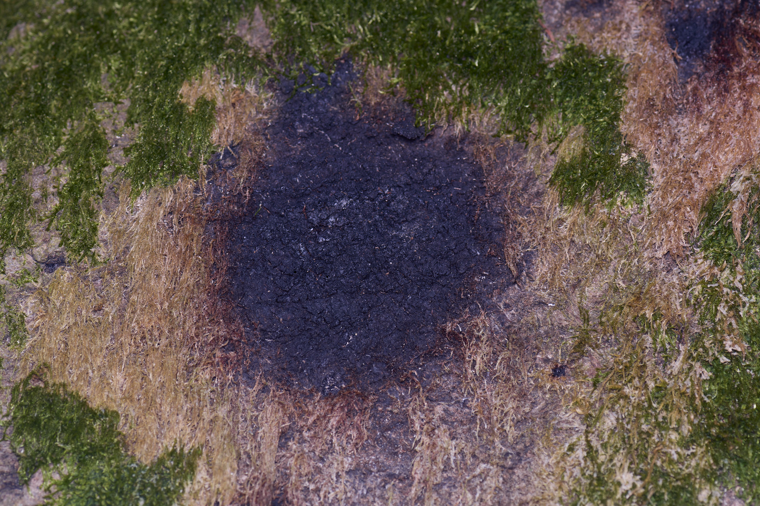 BCPPhytotopteraBleed020425-1