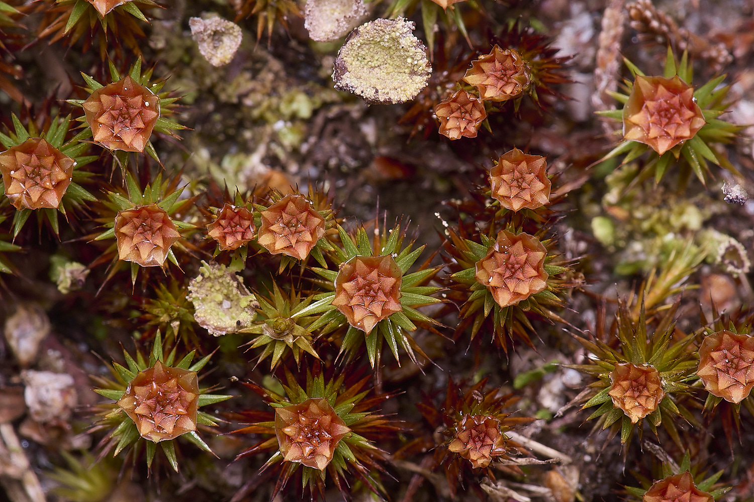 BCPPjuniperinum020425-1