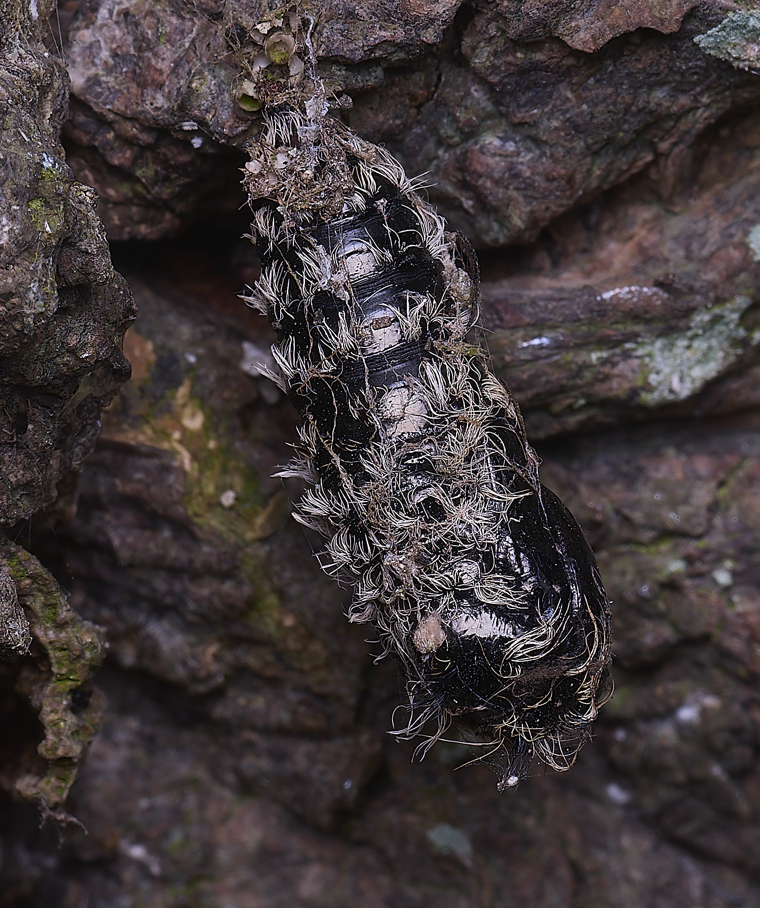 BCPVapourerMoth020425-1