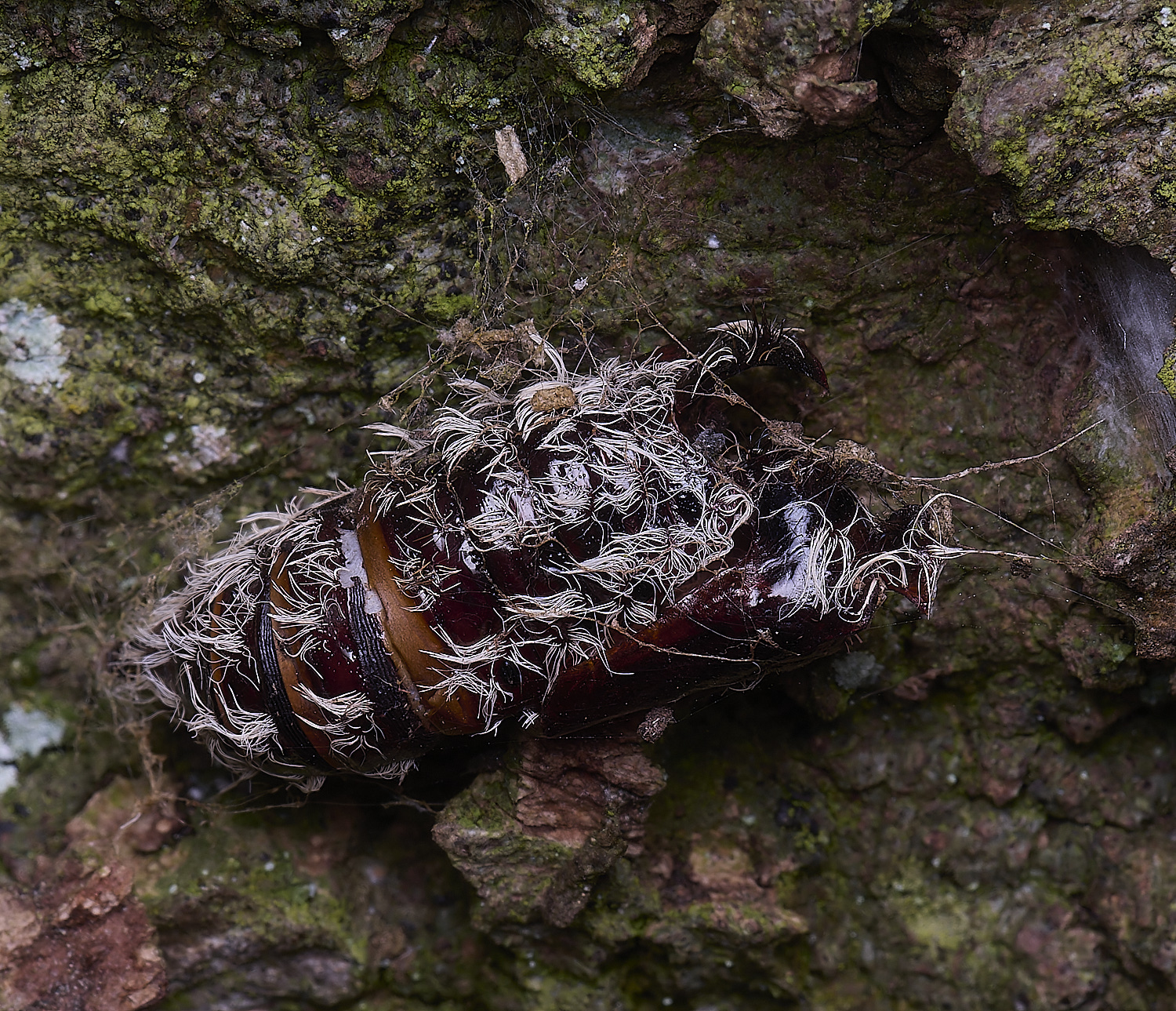 BCPVapourerMoth020425-2