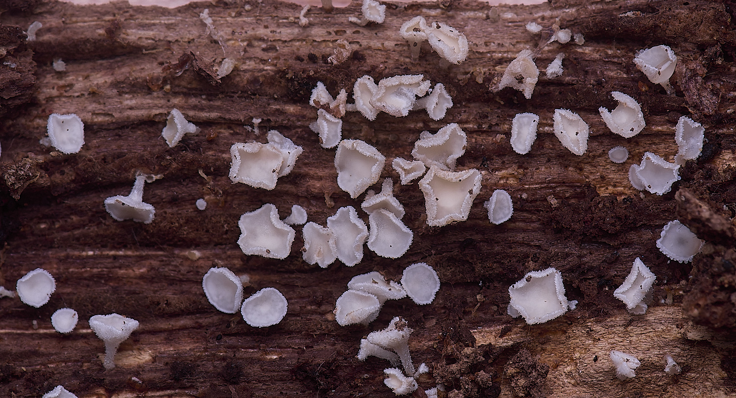 BMSBMSDasycyphellanivea020425-1