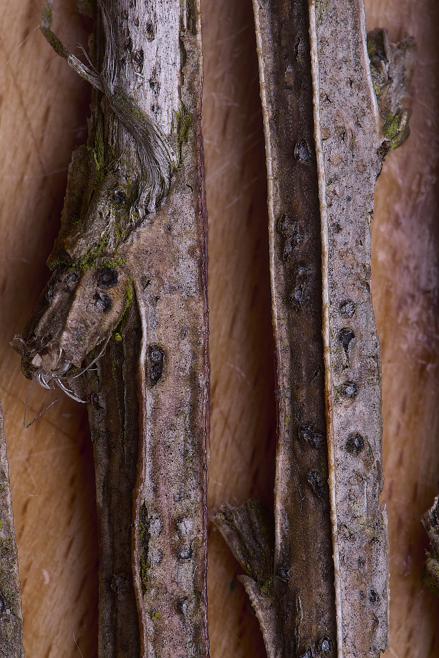 BMSFungusBroom0425-2 1