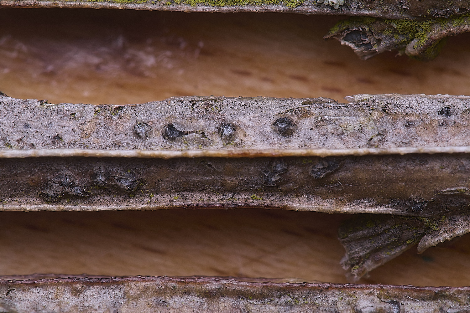 BMSFungusBroom0425-3 1