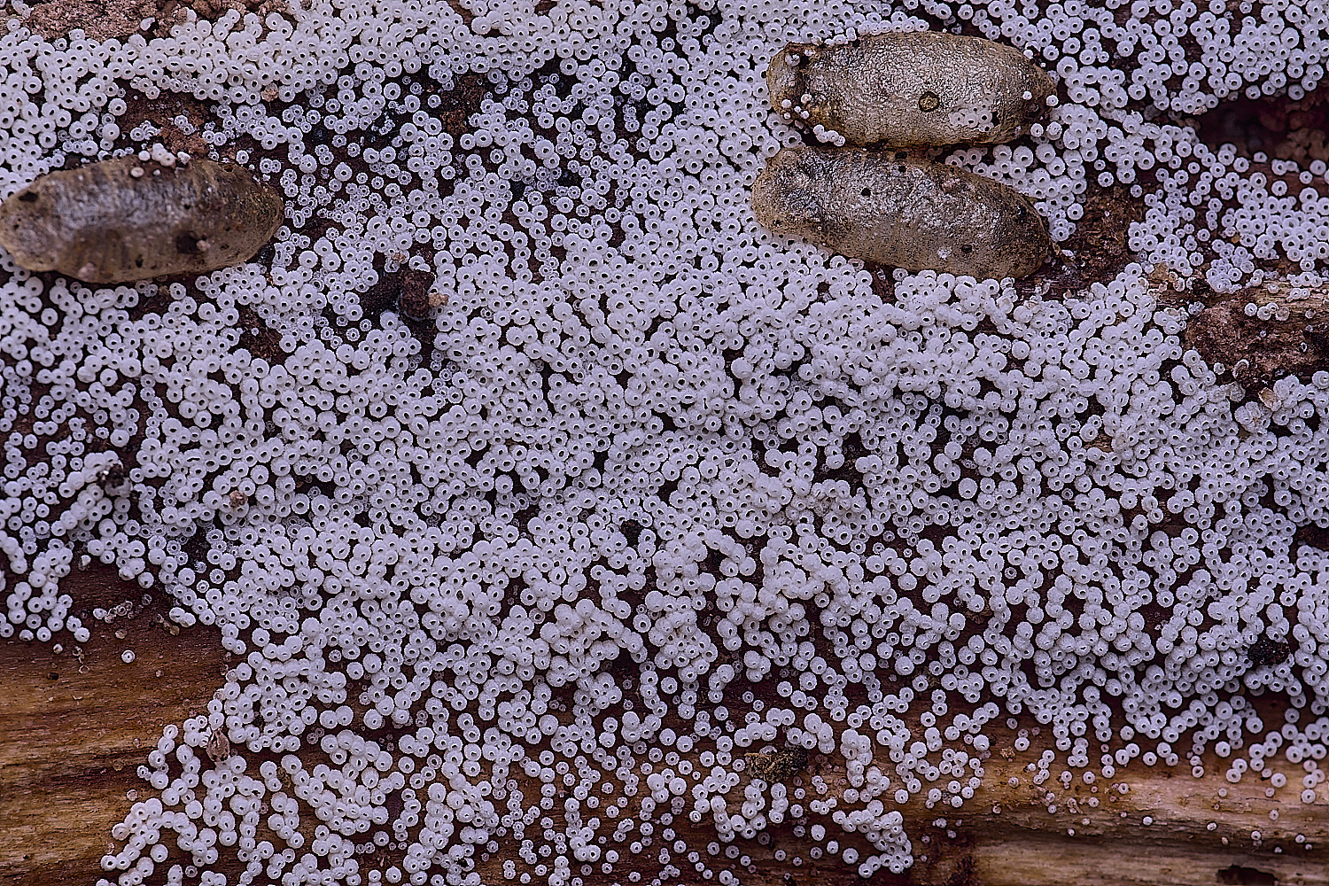 BMSHcandidus020425-1