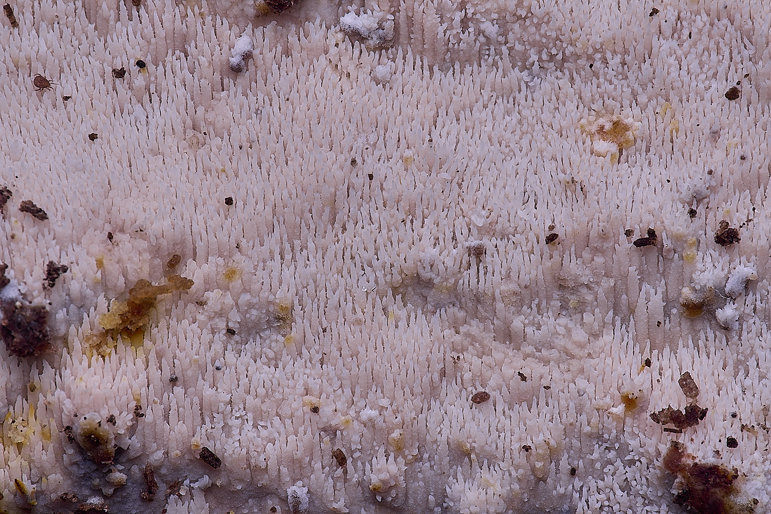 BMSMicocaciaaurea020425-1