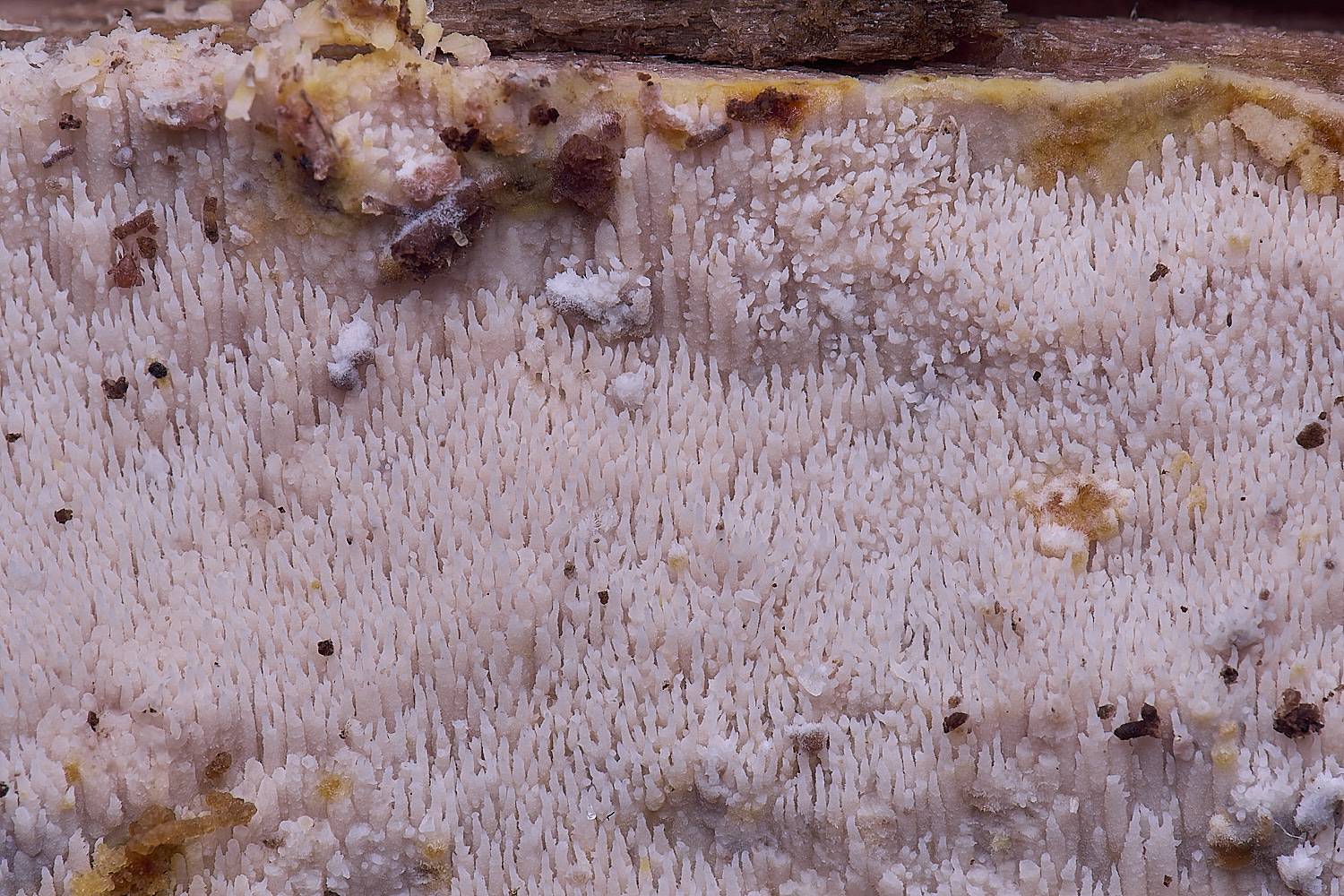 BMSMicocaciaaurea020425-2