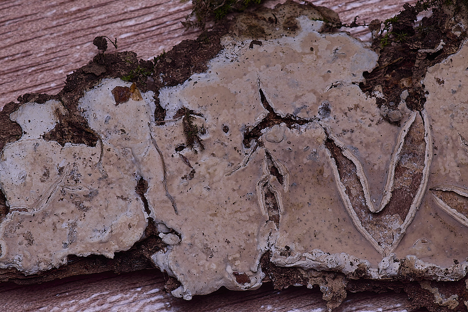 BMSPhanerochaetevelutine020425-1