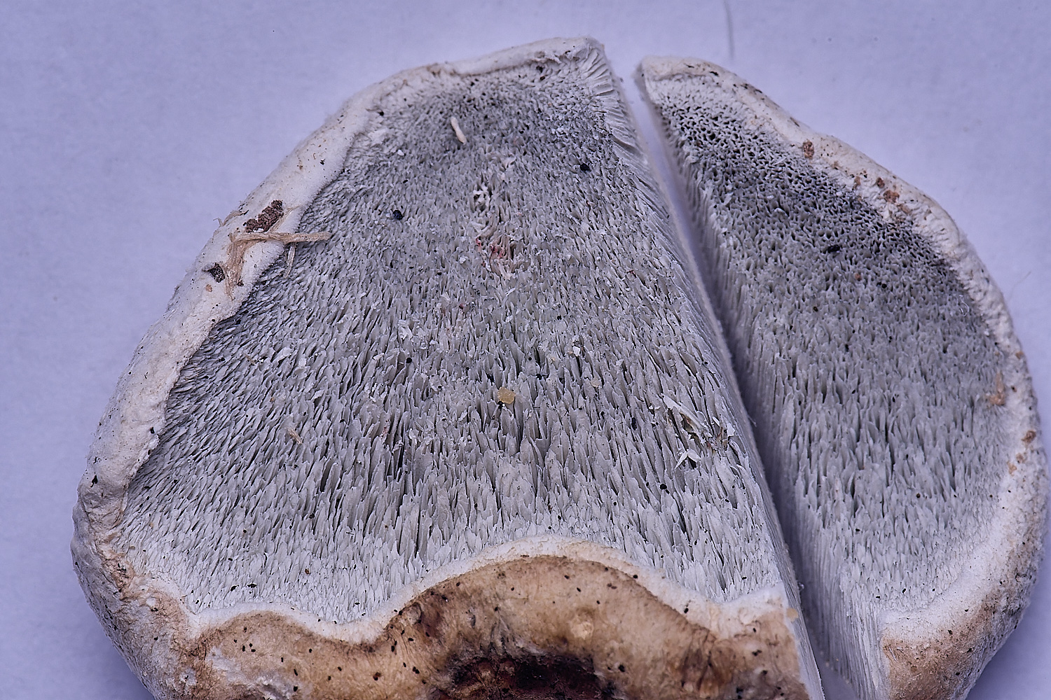 BMSPostiacf populi020425-1