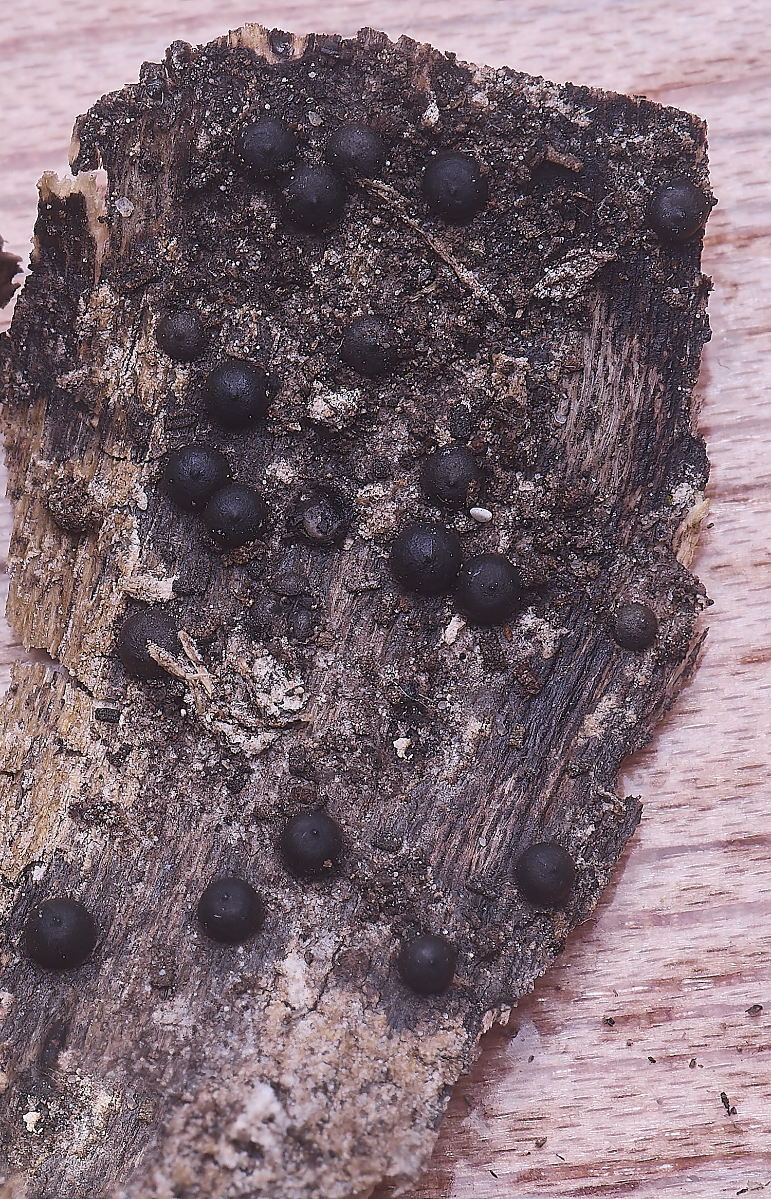 BMSRoselliniacorticuum