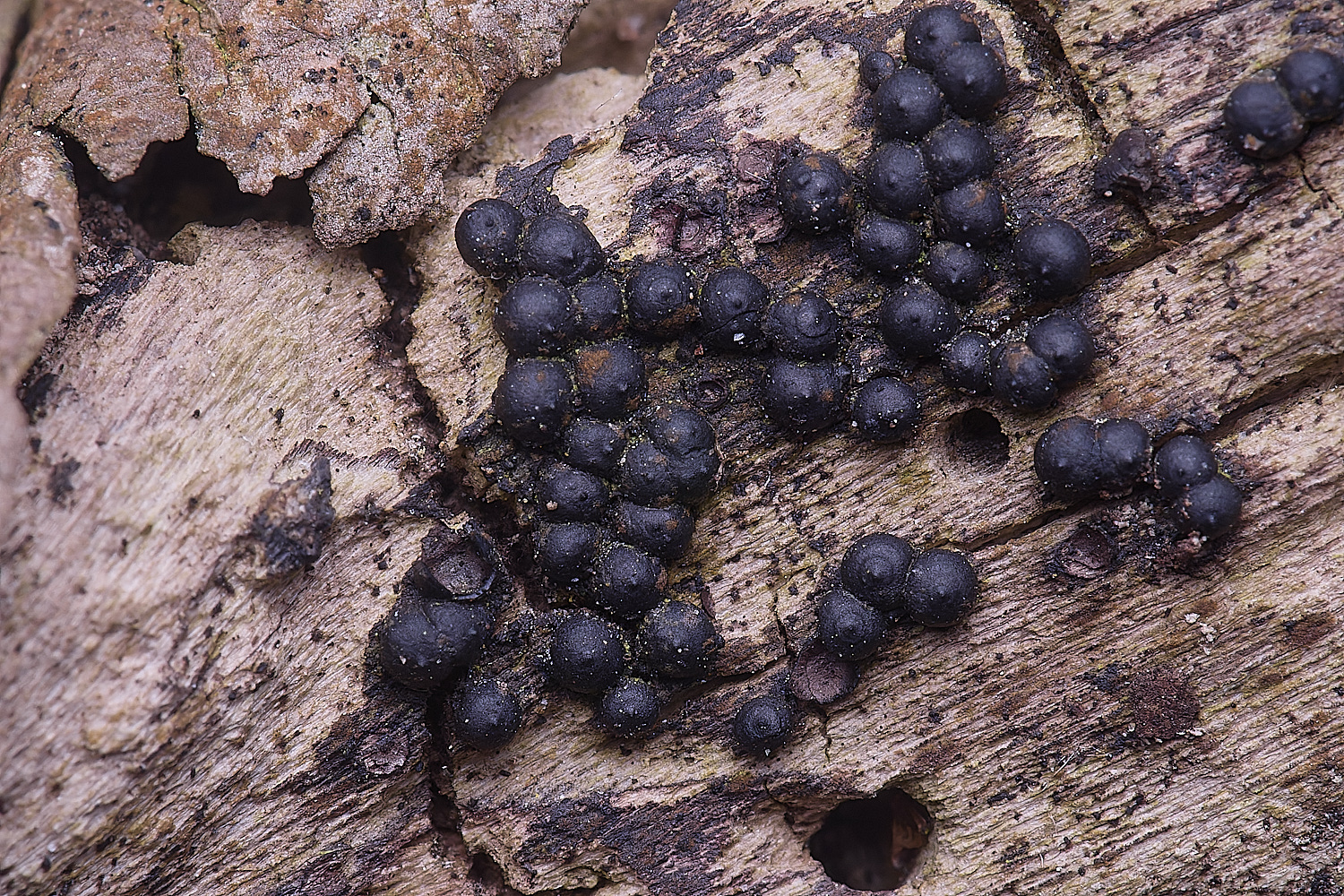 BMSRoselliniaSp020425-1