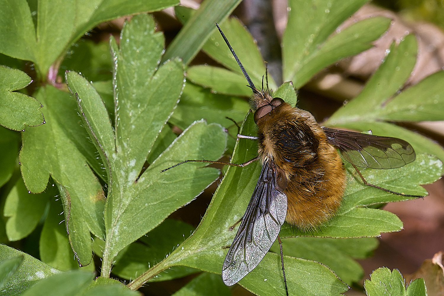 BradfieldWoodsBeeFly140425-1
