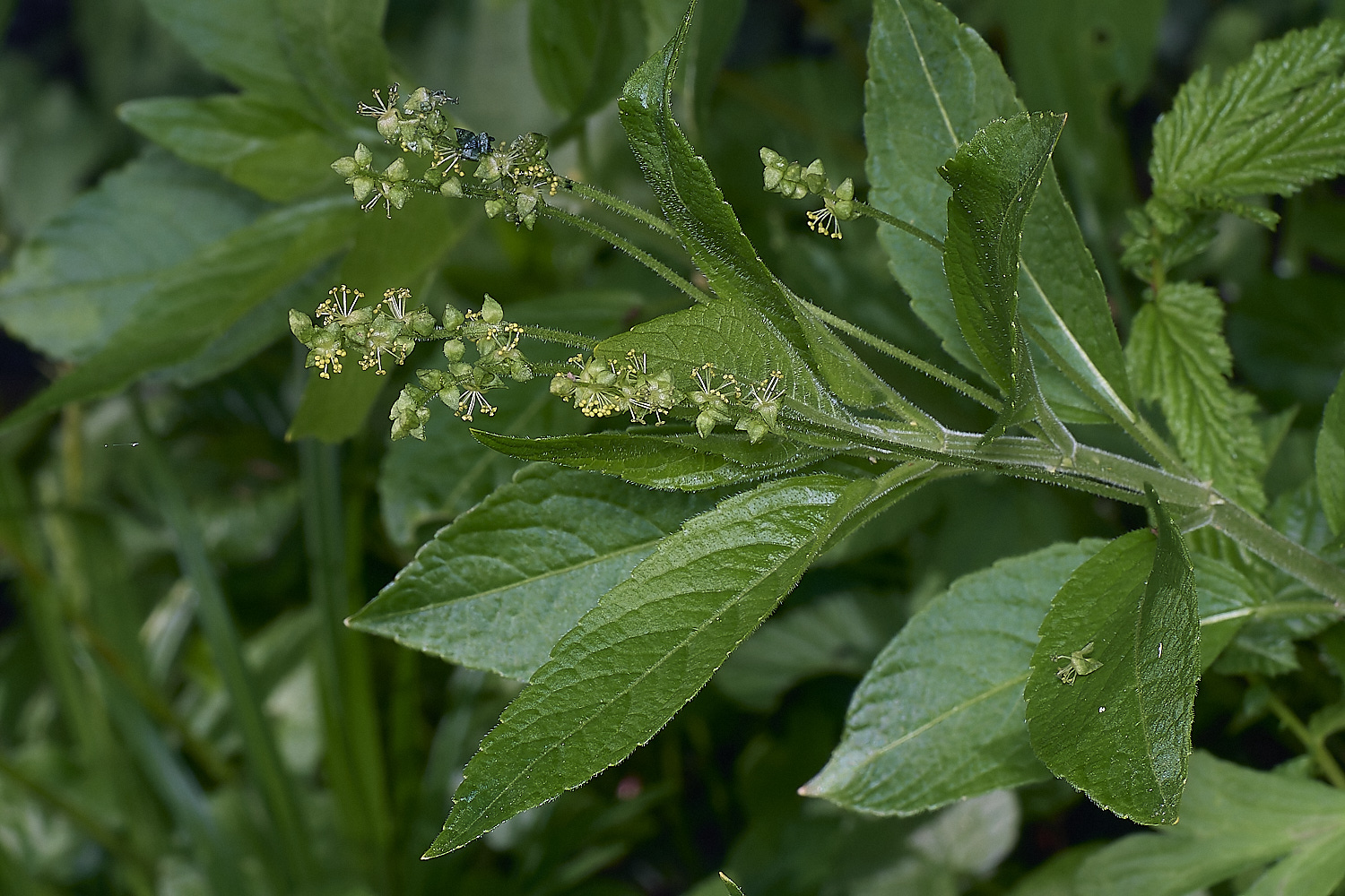 BradfieldWoodsDogsMercury140425-1